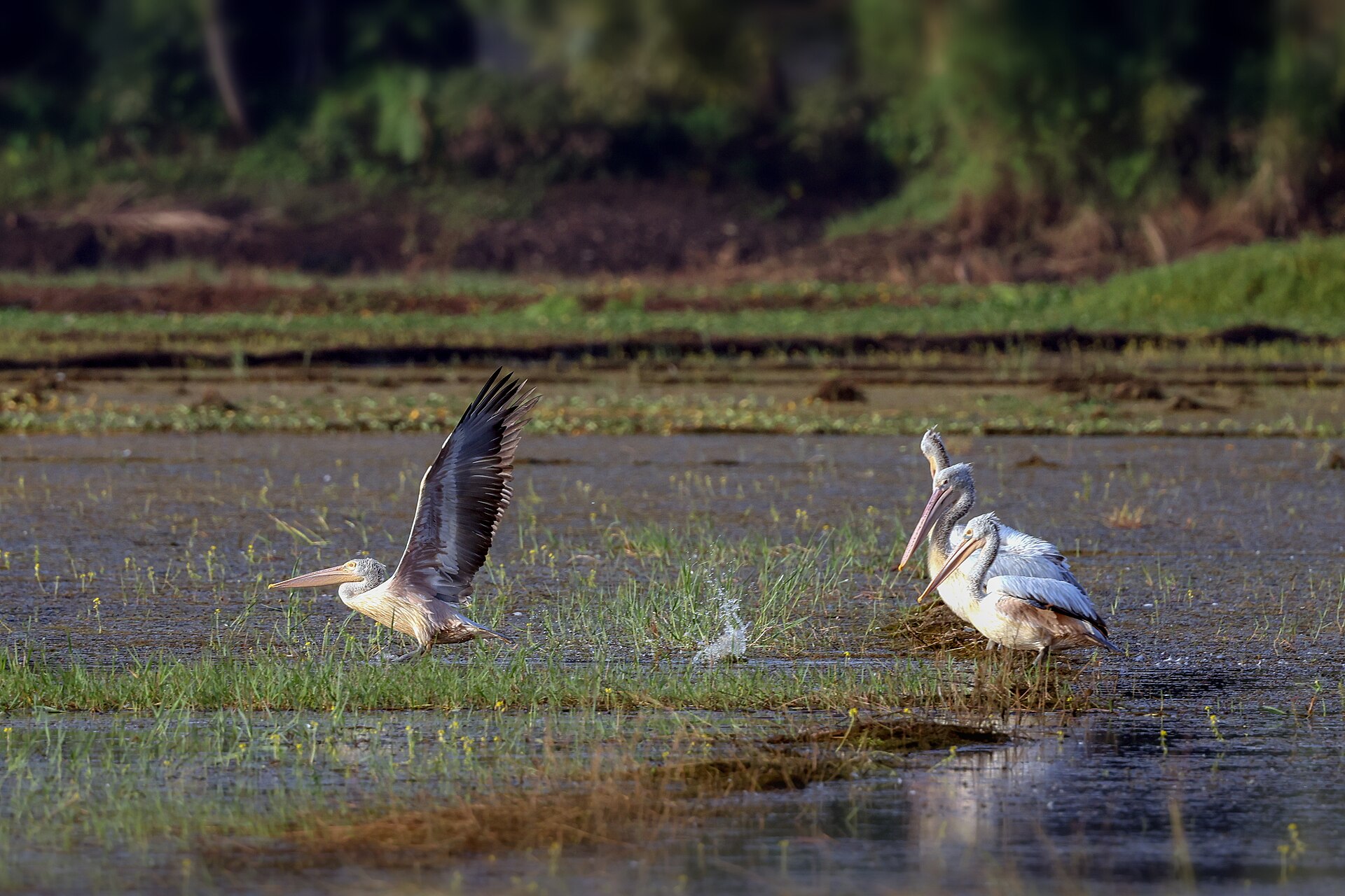 Spot-billed Pelican (Pelecanus philippensis)