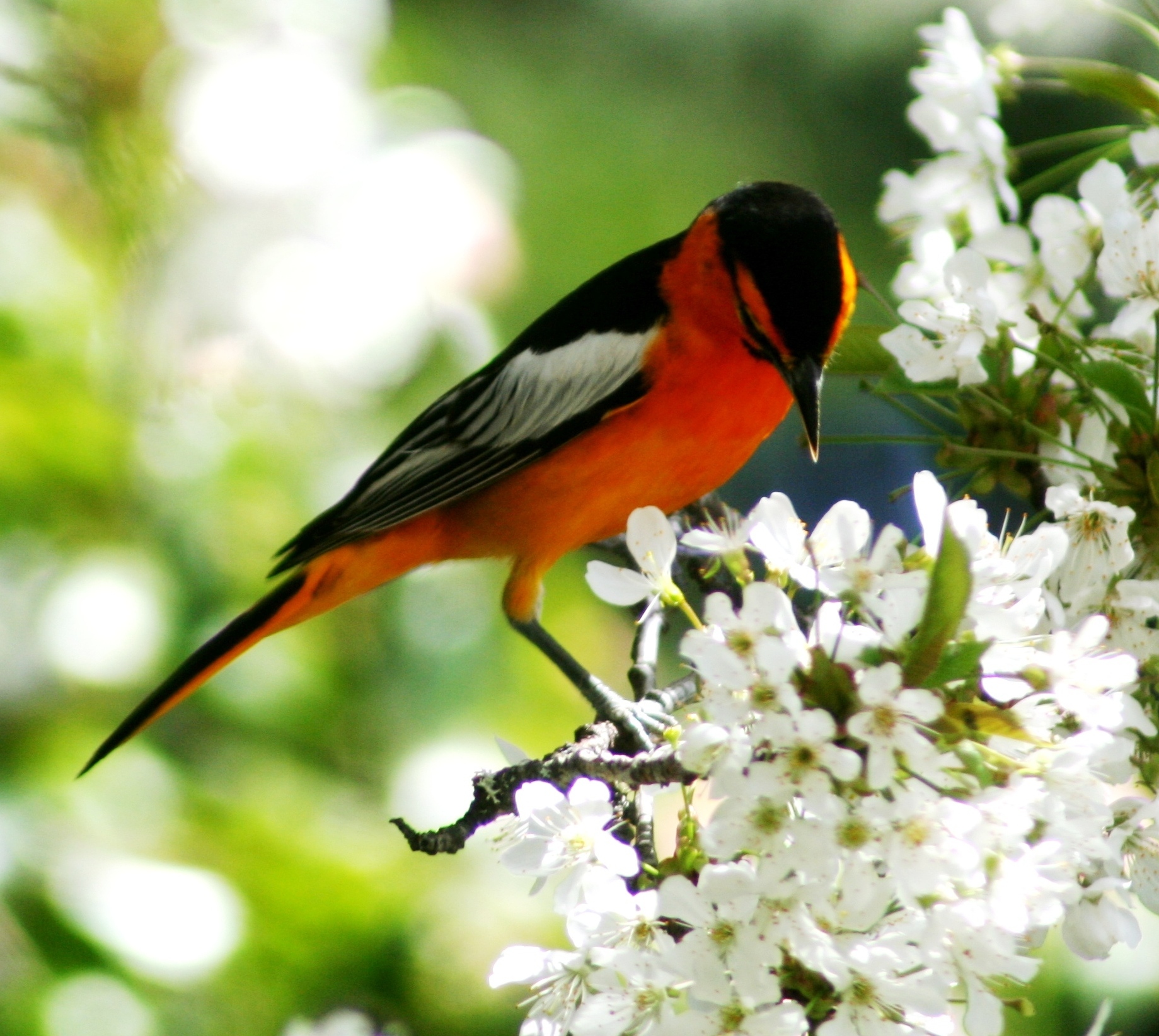 Spot-breasted Oriole Spot-breasted Oriole (Icterus pectoralis)