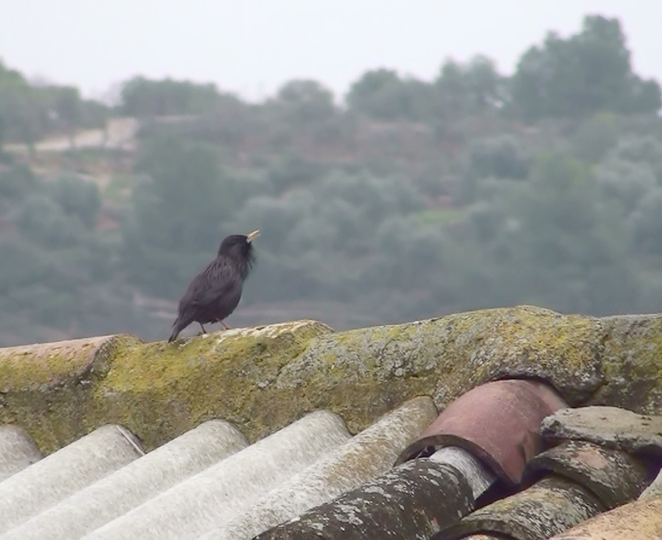 spotless starling