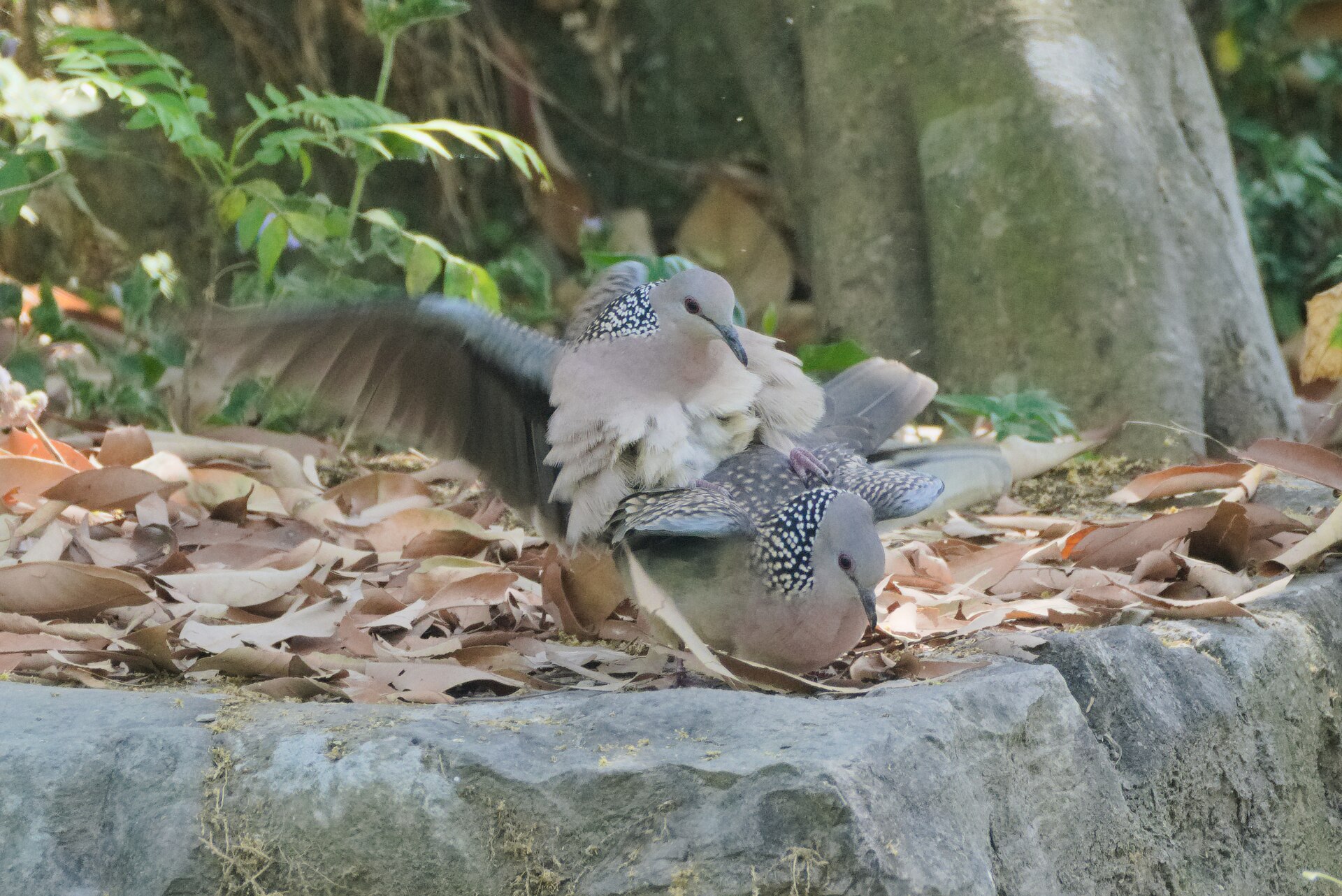 Spotted Dove (Spilopelia chinensis)