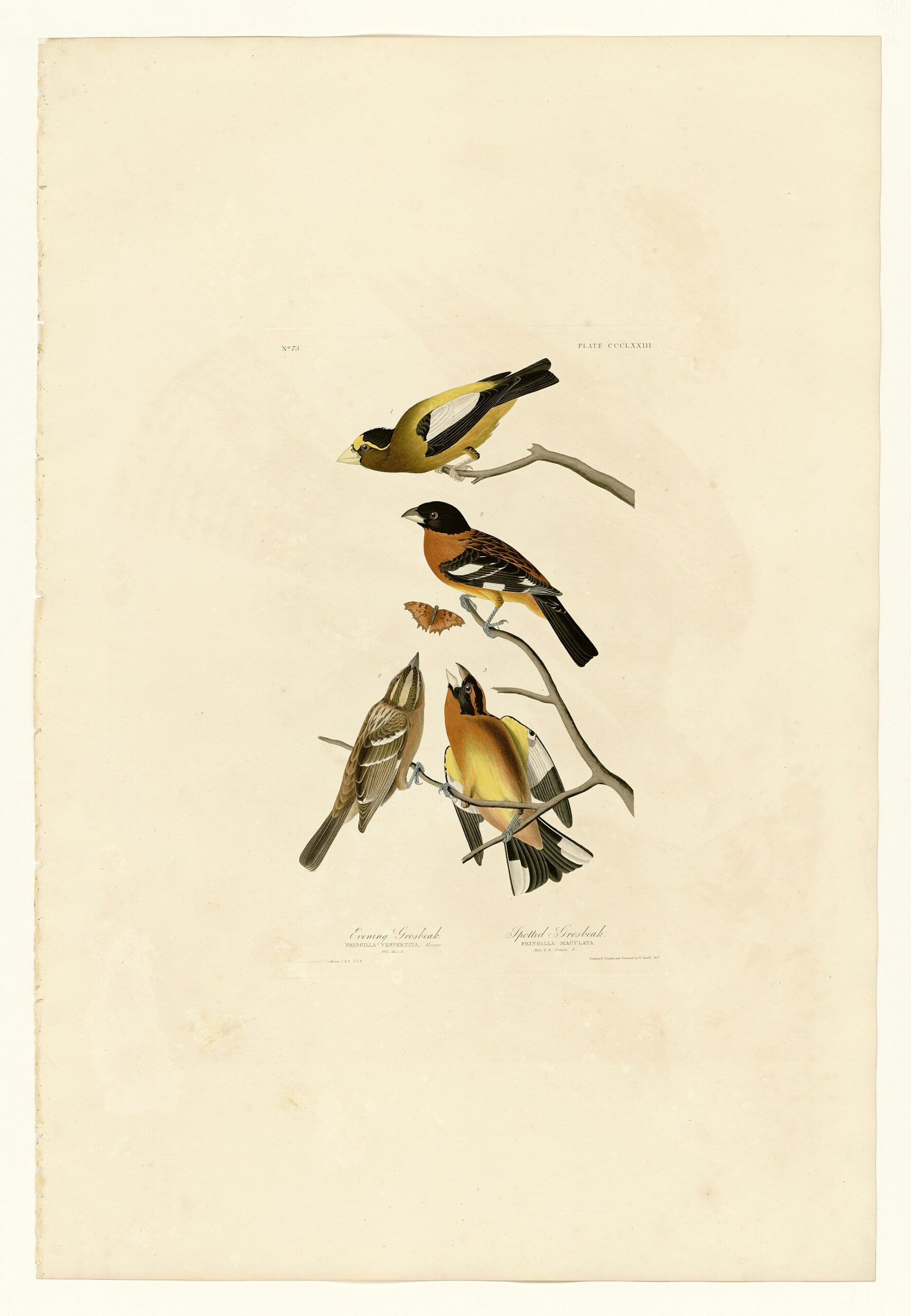 spotted grosbeak scaled
