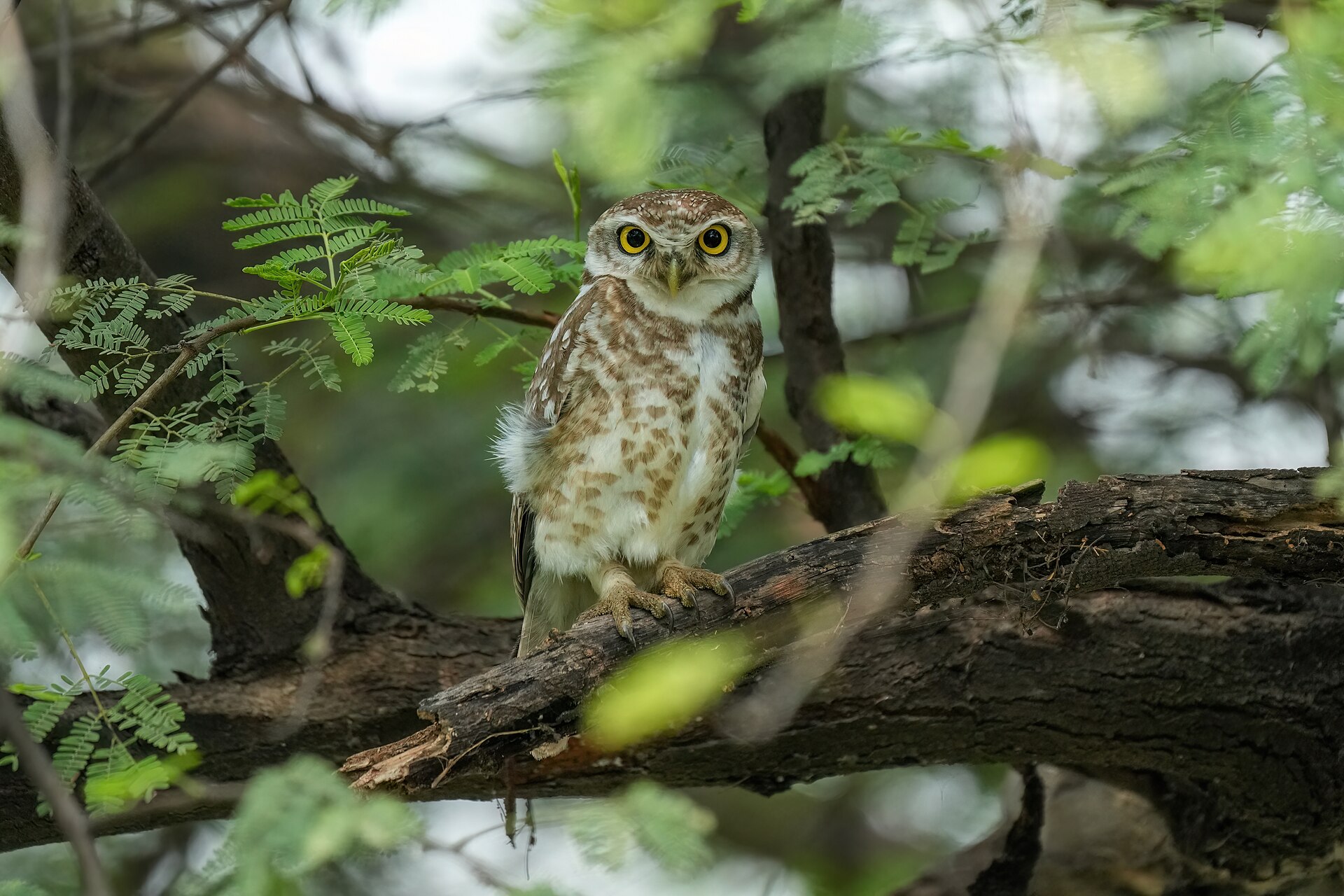 Spotted Owlet (Athene brama)