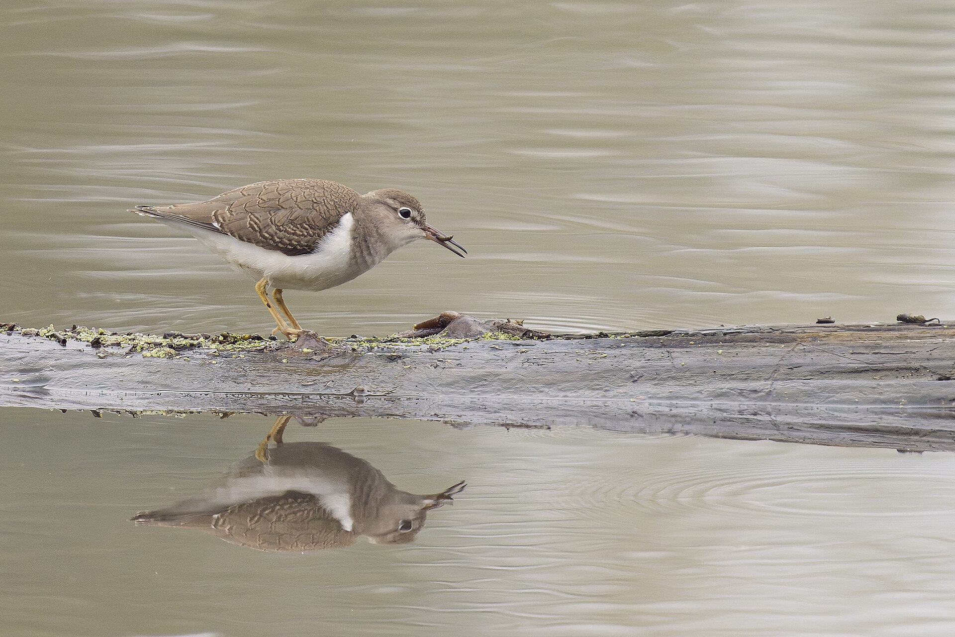 Spotted Sandpiper Location (Actitis macularius)