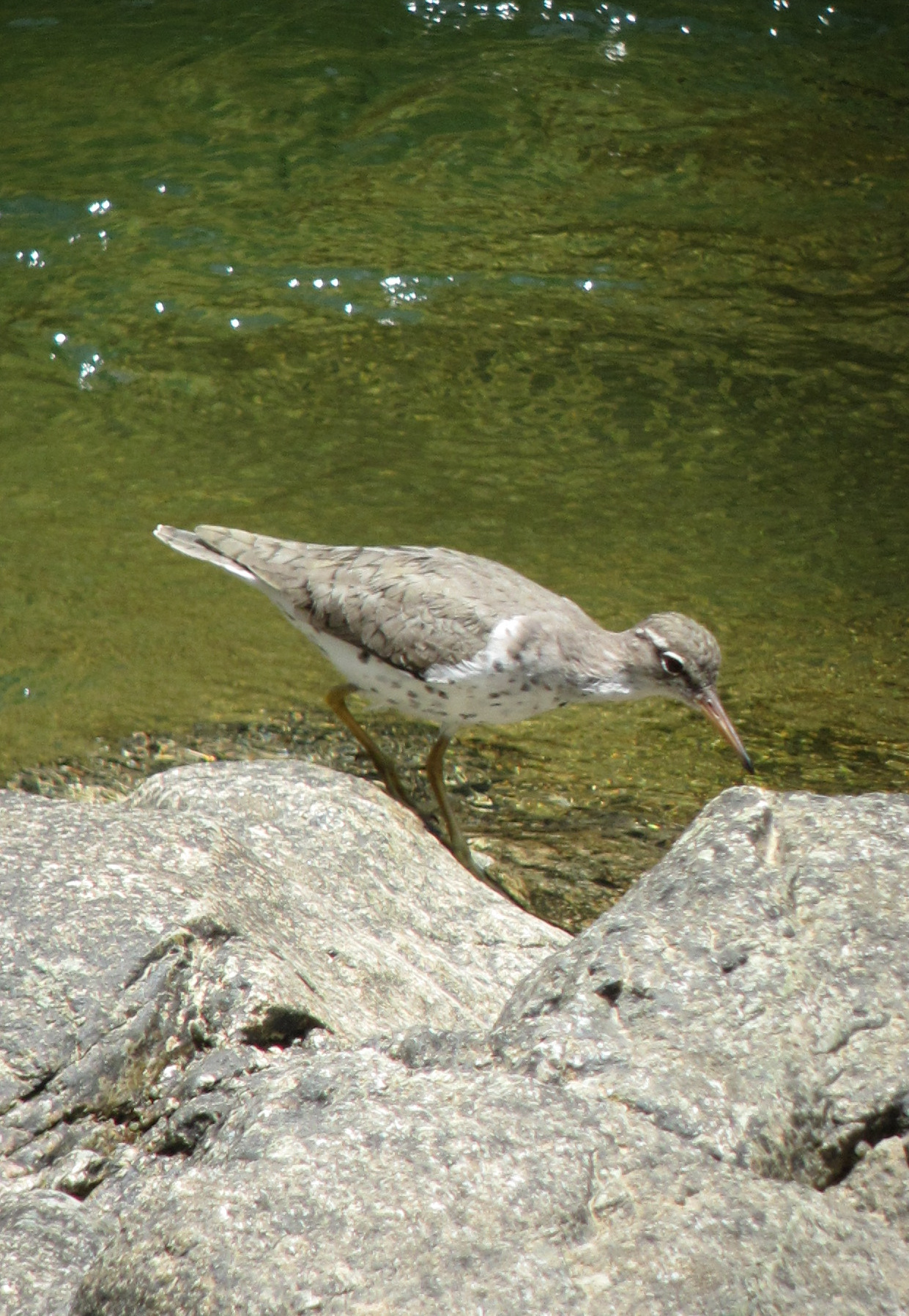 Spotted Sandpiper Spotted Sandpiper (Actitis macularius)