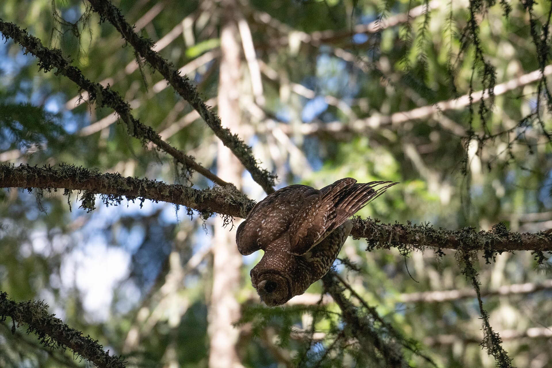 Spotted Wood Owl (Strix seloputo)