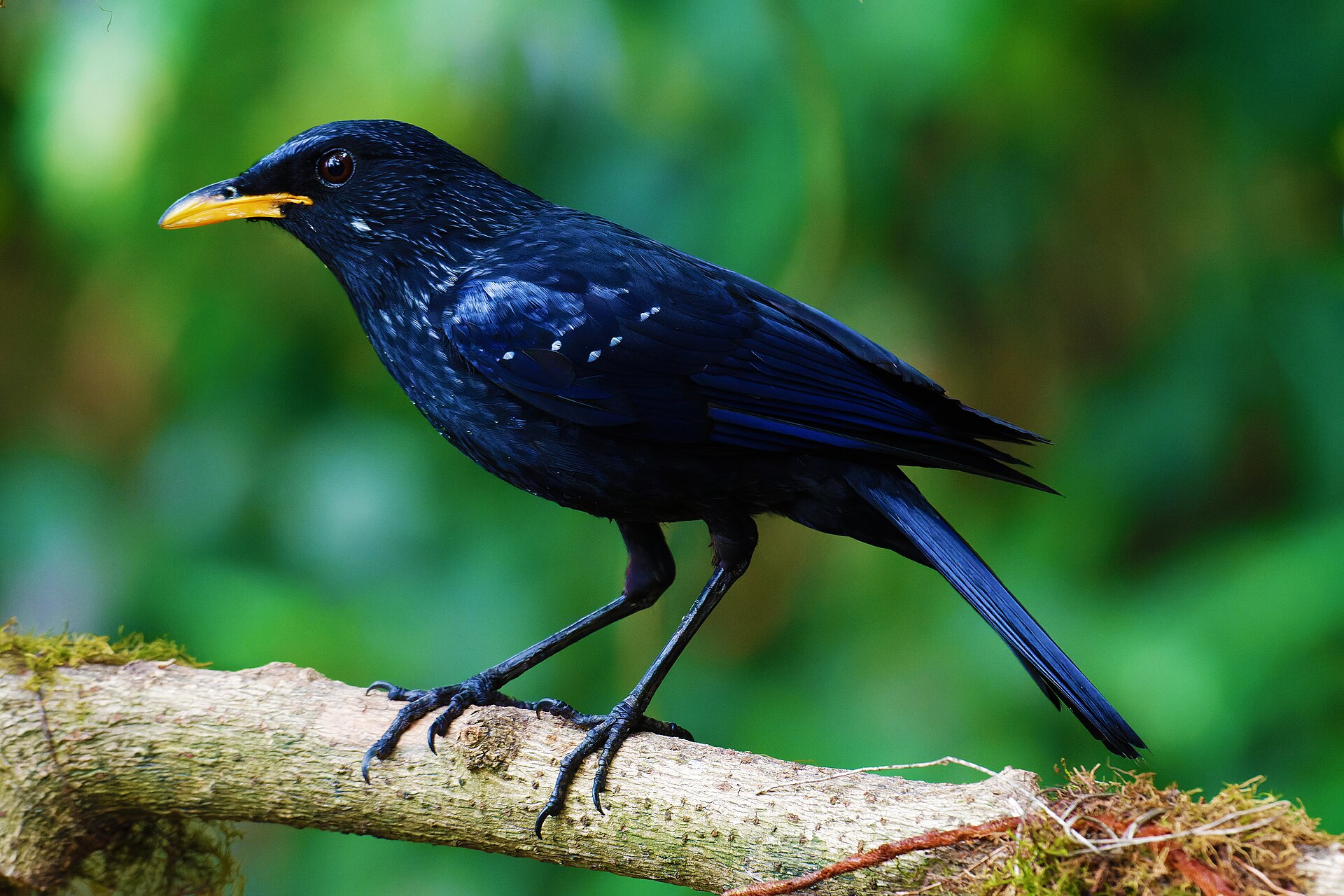 Spotting Blue Birds Tip ()