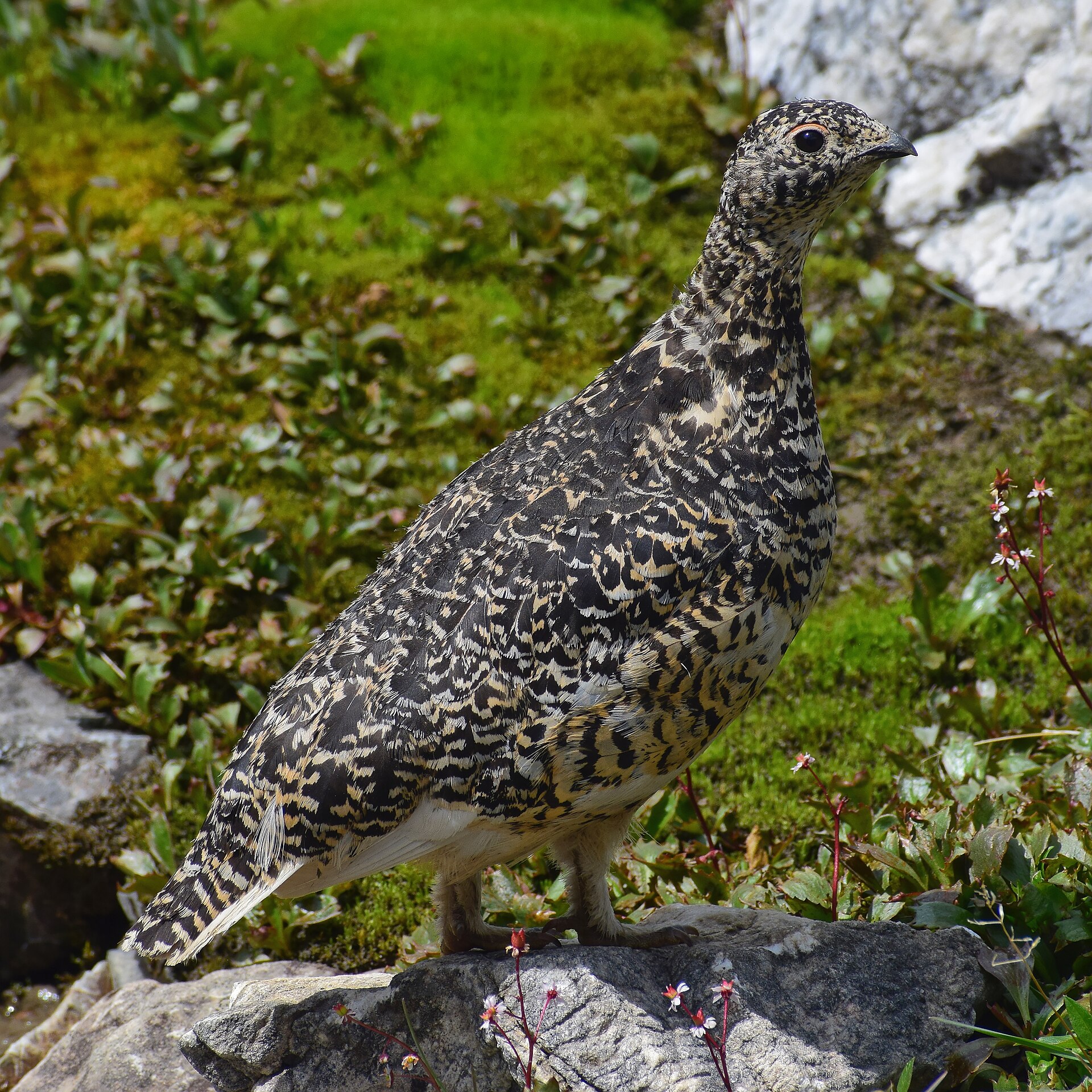 Spruce Grouse Feature Spruce Grouse Feature ()