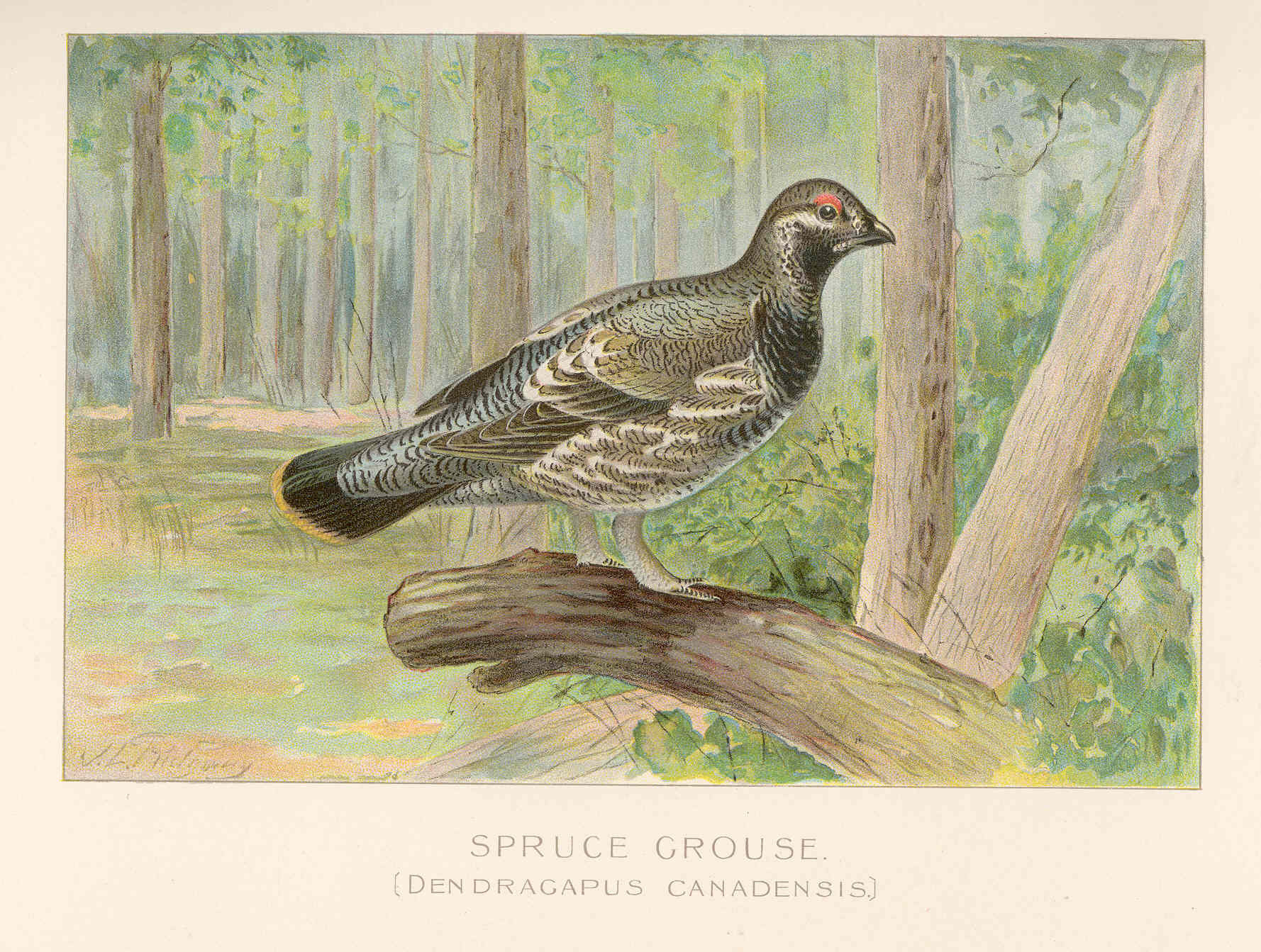 Spruce Grouse (Canachites canadensis)