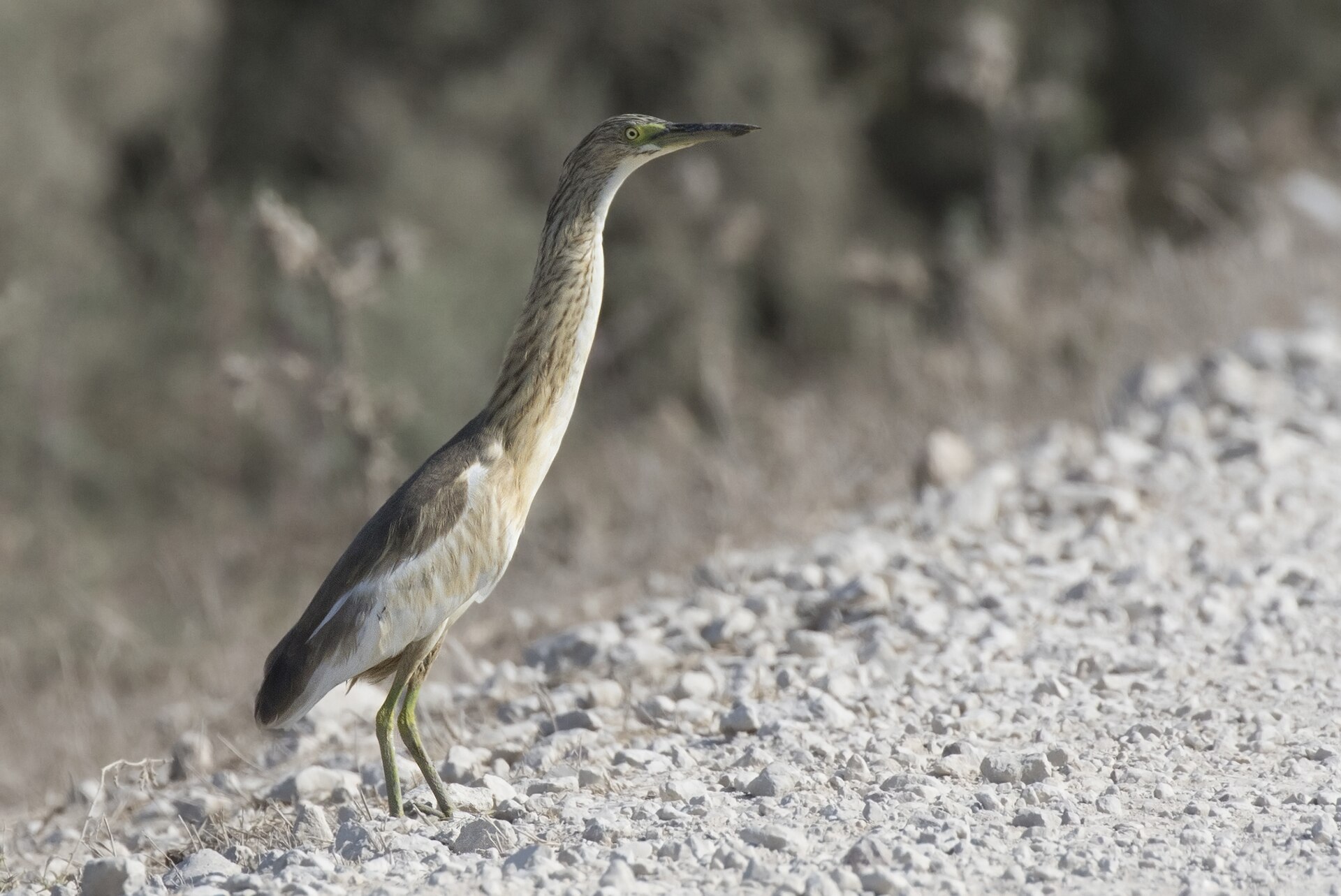 Squacco Heron (Ardeola ralloides)