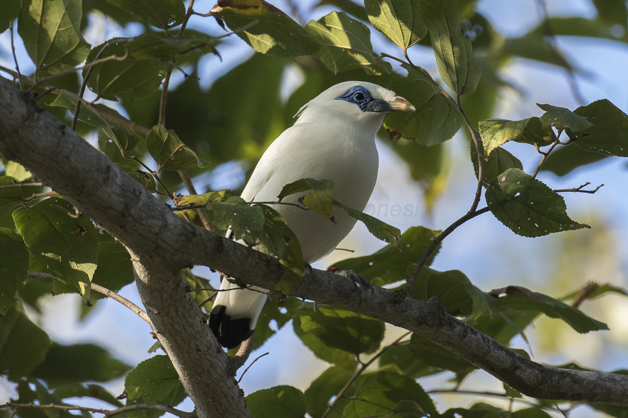 Starling Mynah (Acridotheres ginginianus)