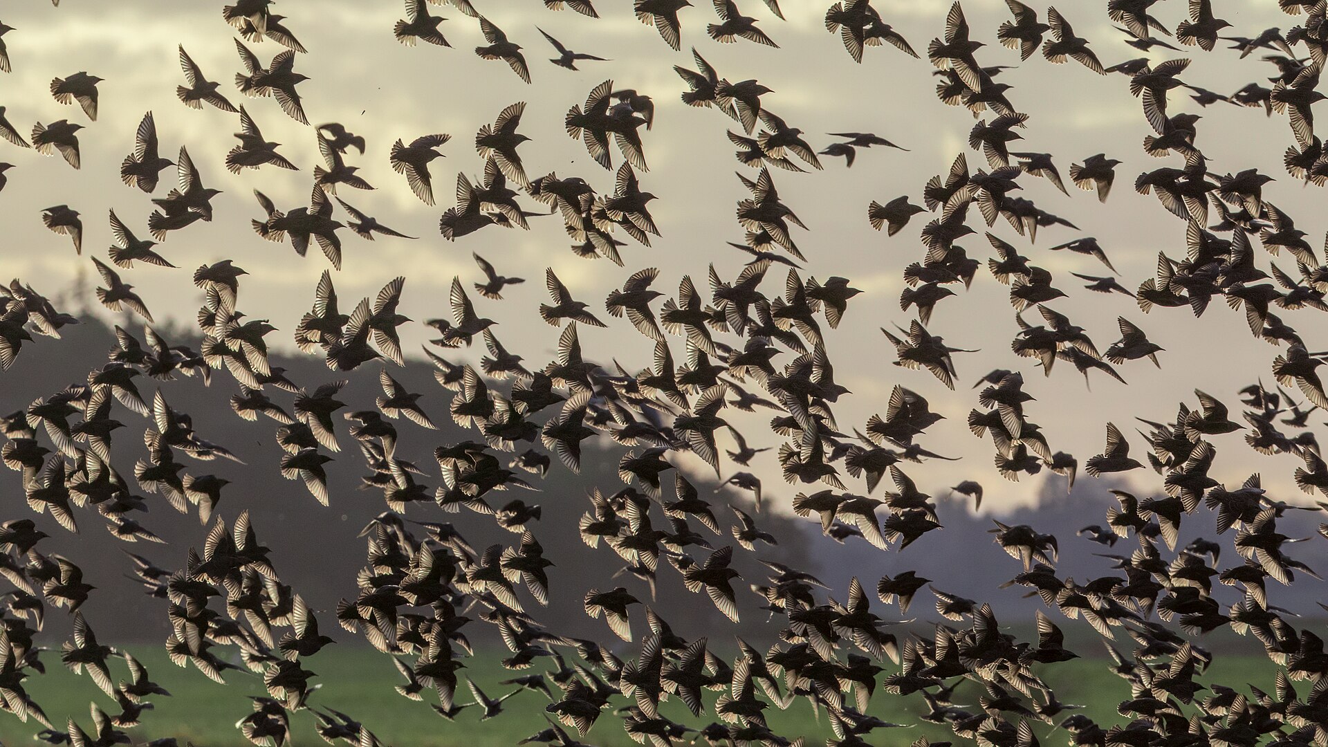 Starling Starling (Sturnia pagodarum)