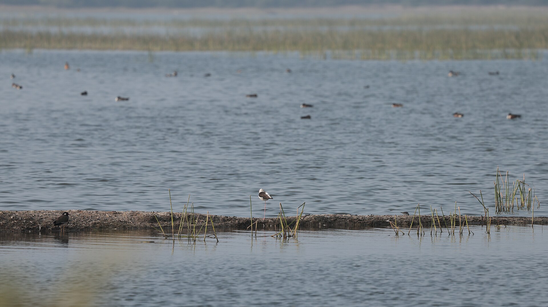 Stilt Habitat ()