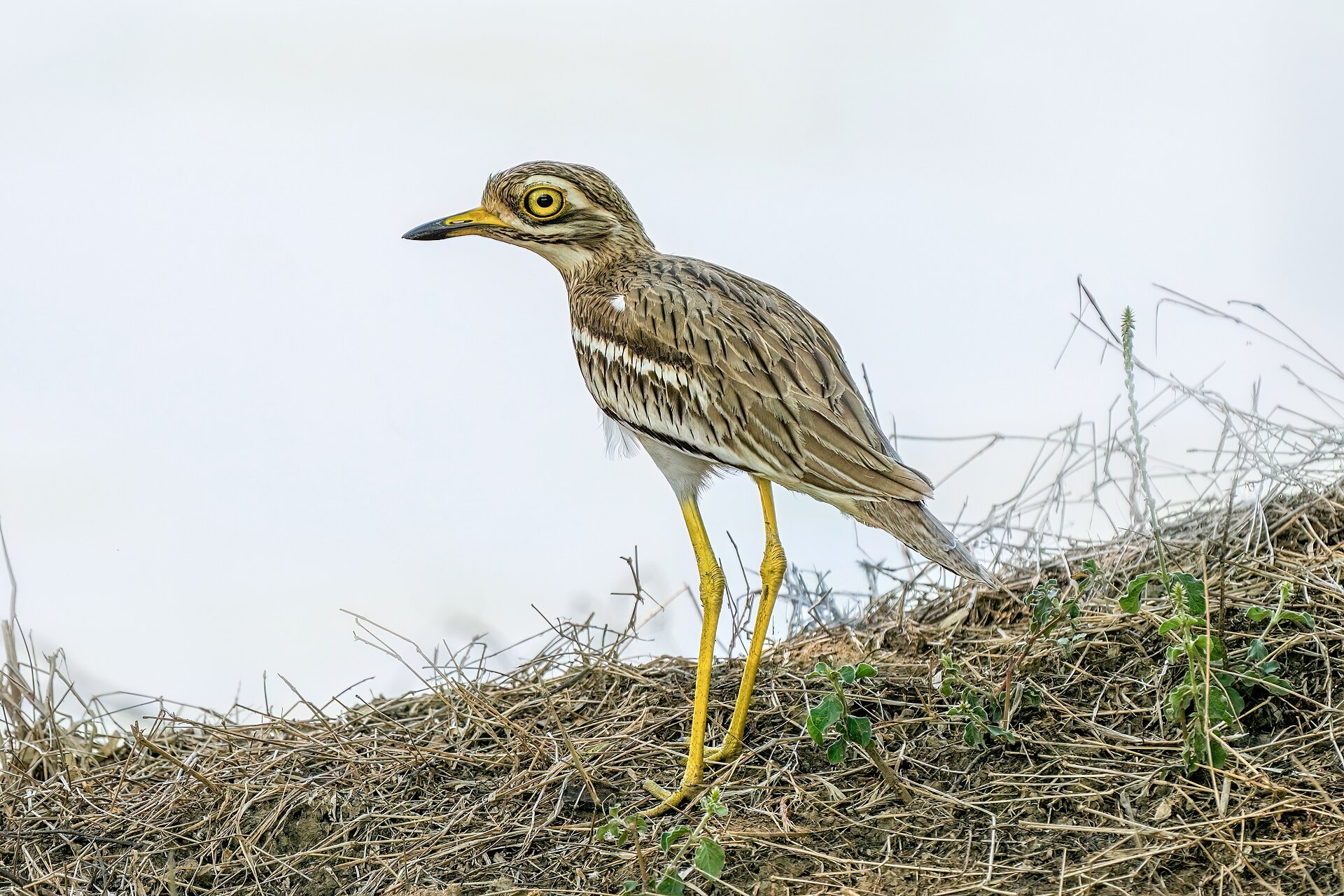 stone curlew 1