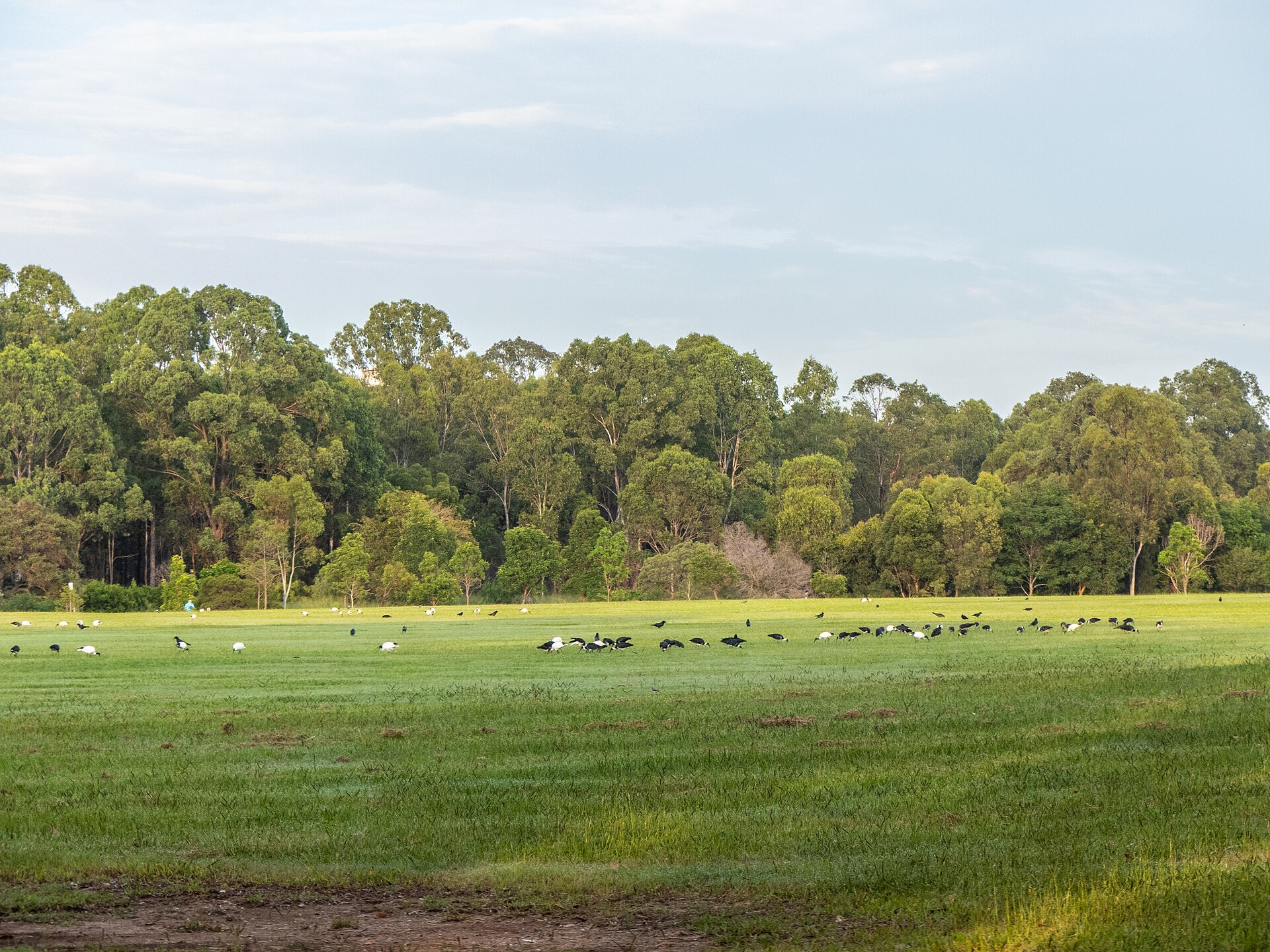 Straw-necked Ibis (Threskiornis spinicollis)