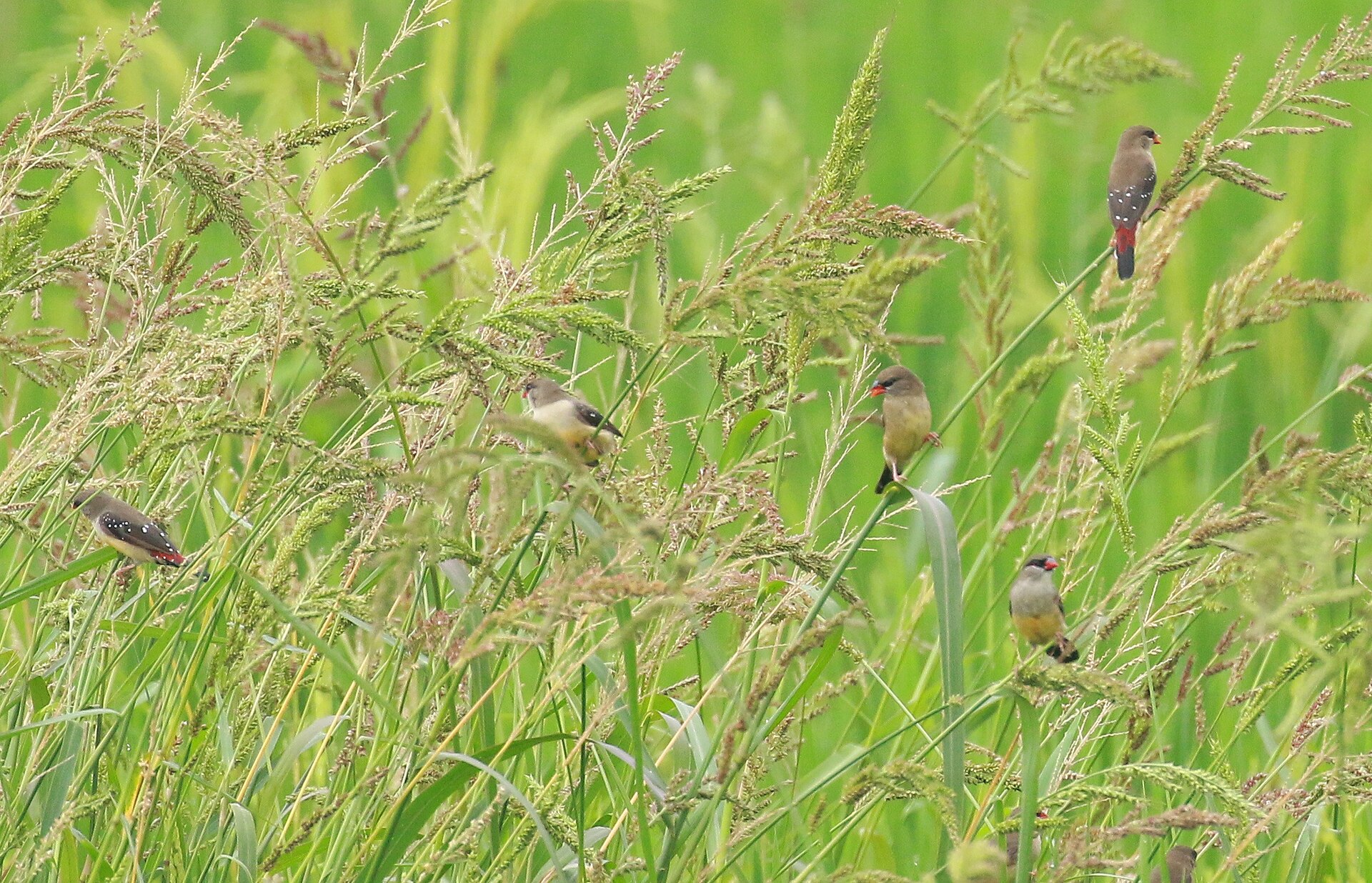 Strawberry Finch (Amandava amandava)