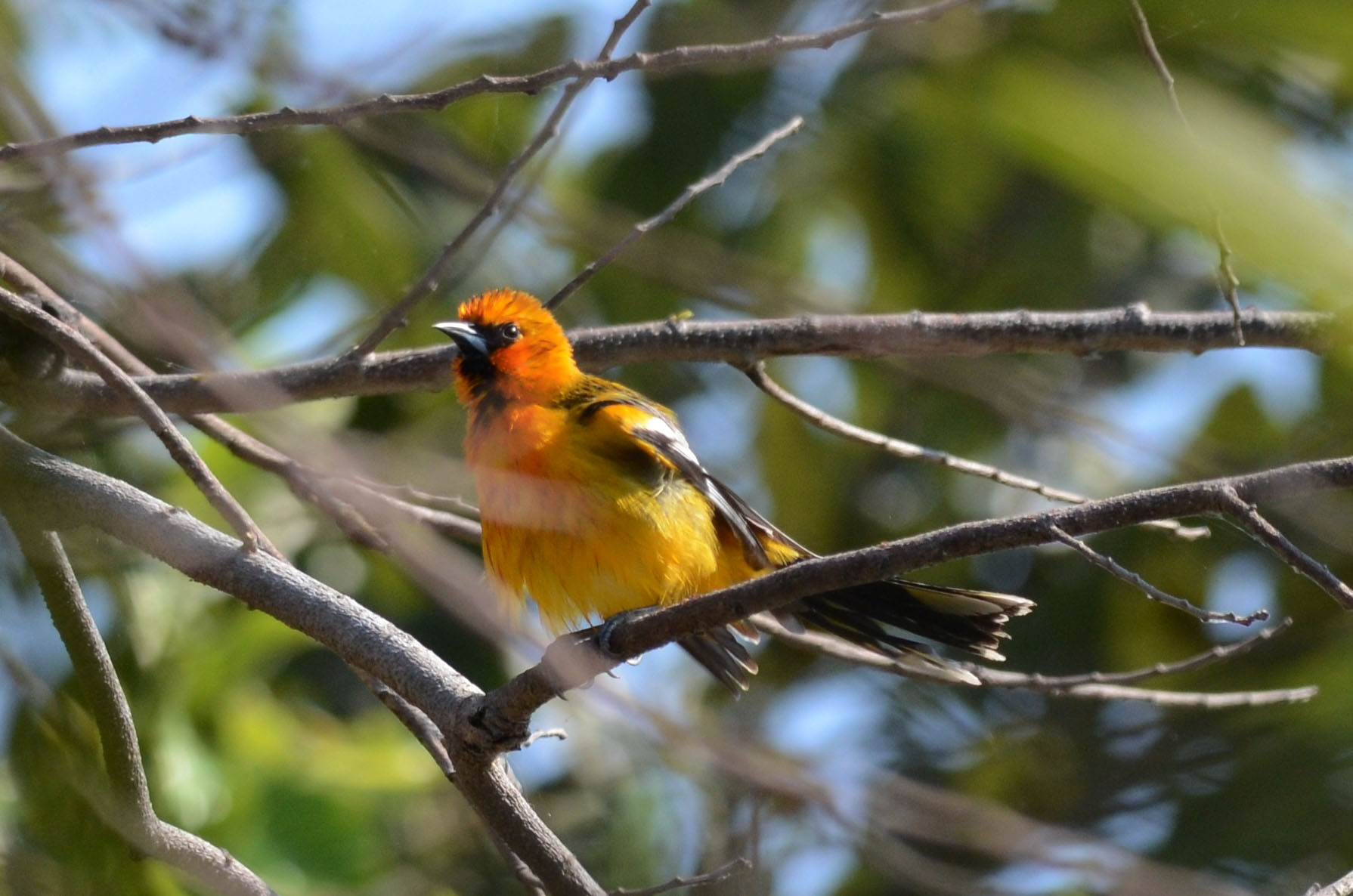 Streak-backed Oriole Streak-backed Oriole ()