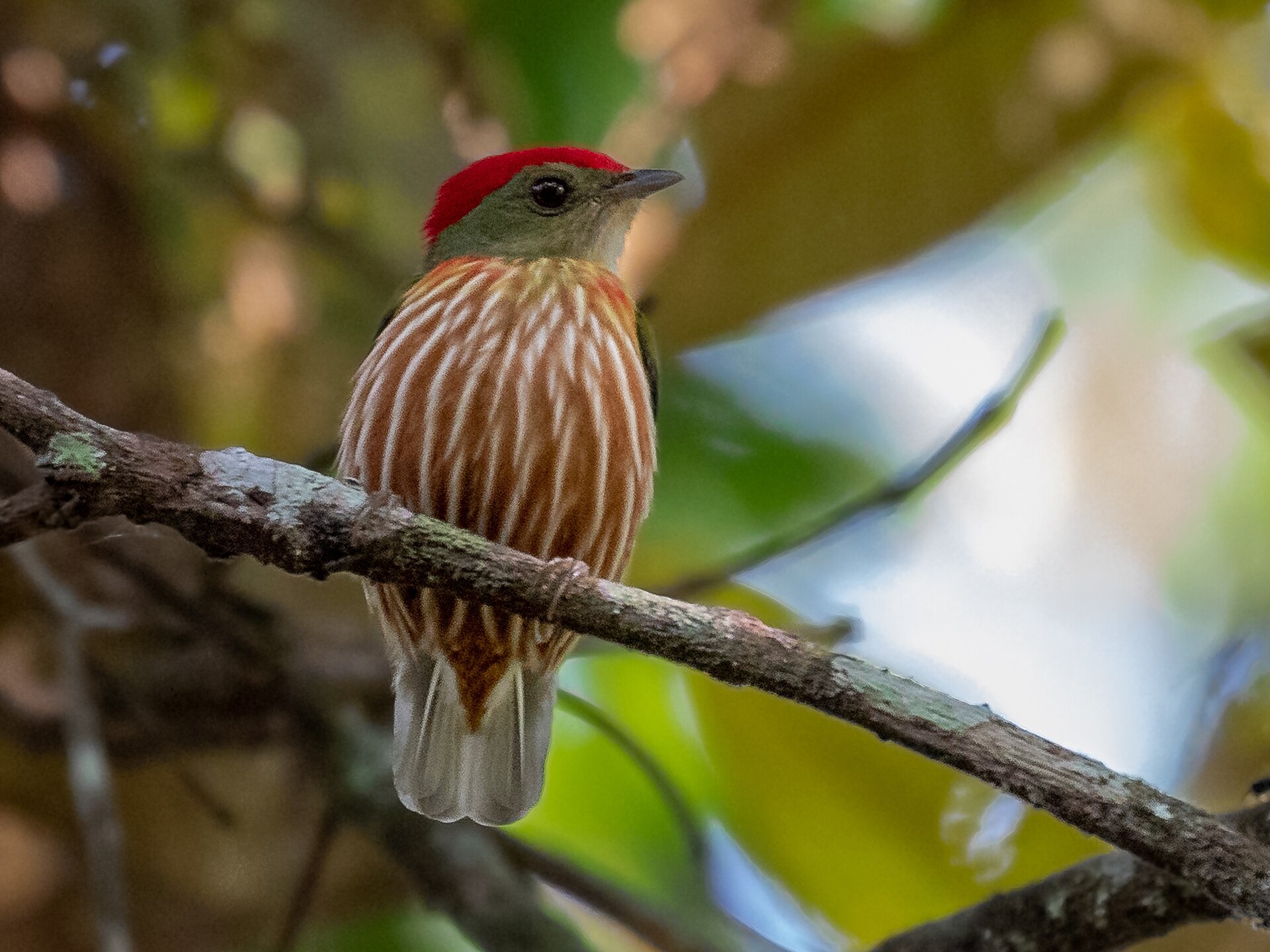 Striolated Manakin ()
