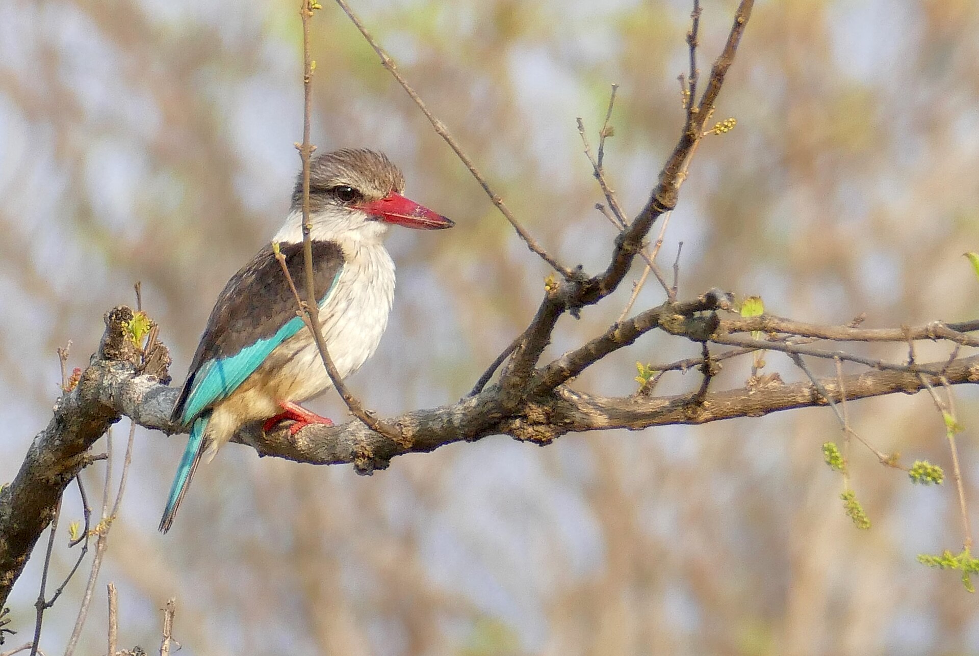 striped kingfisher