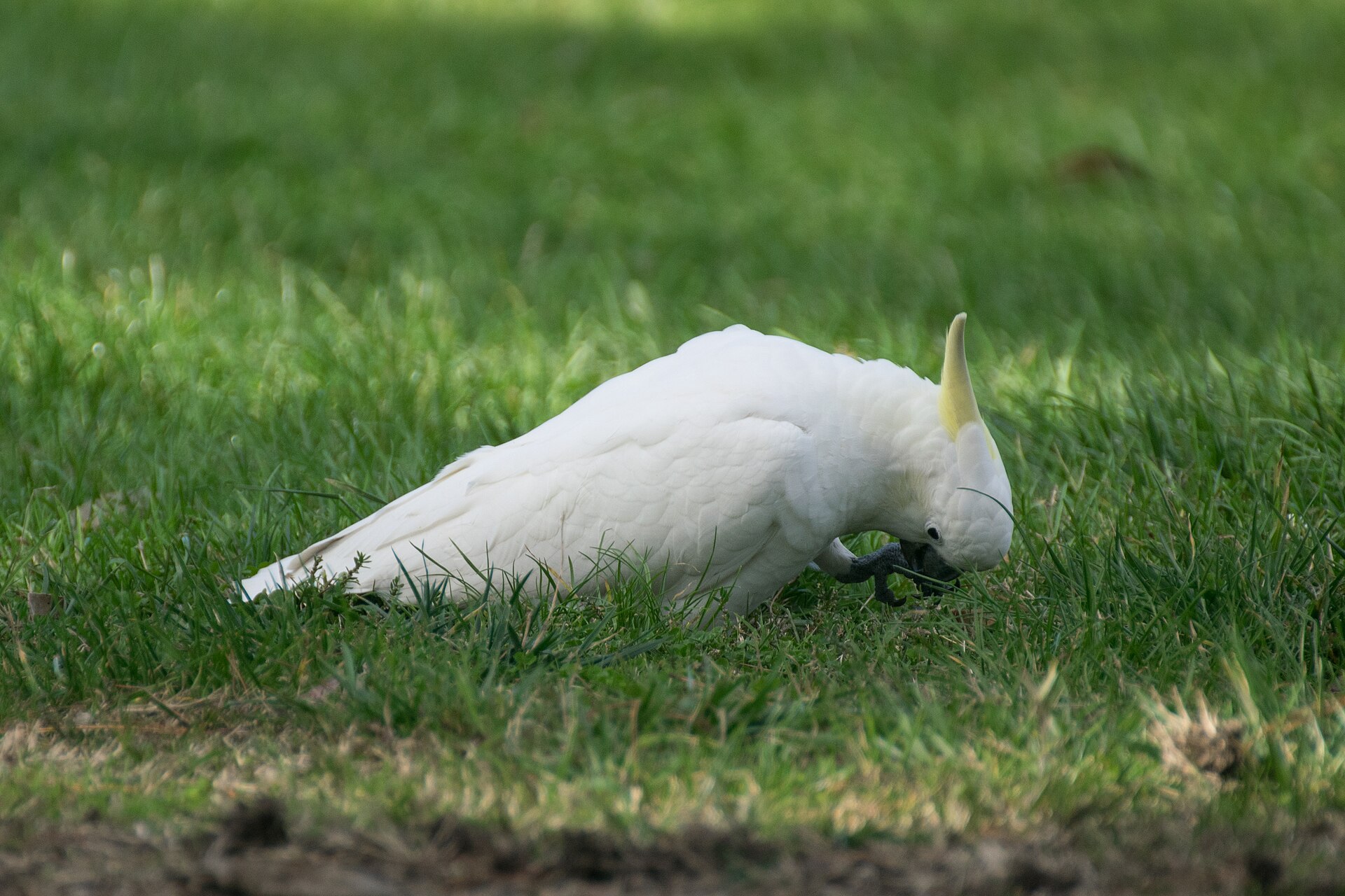 Sulphur-crested Cockatoo Sulphur-crested Cockatoo ()