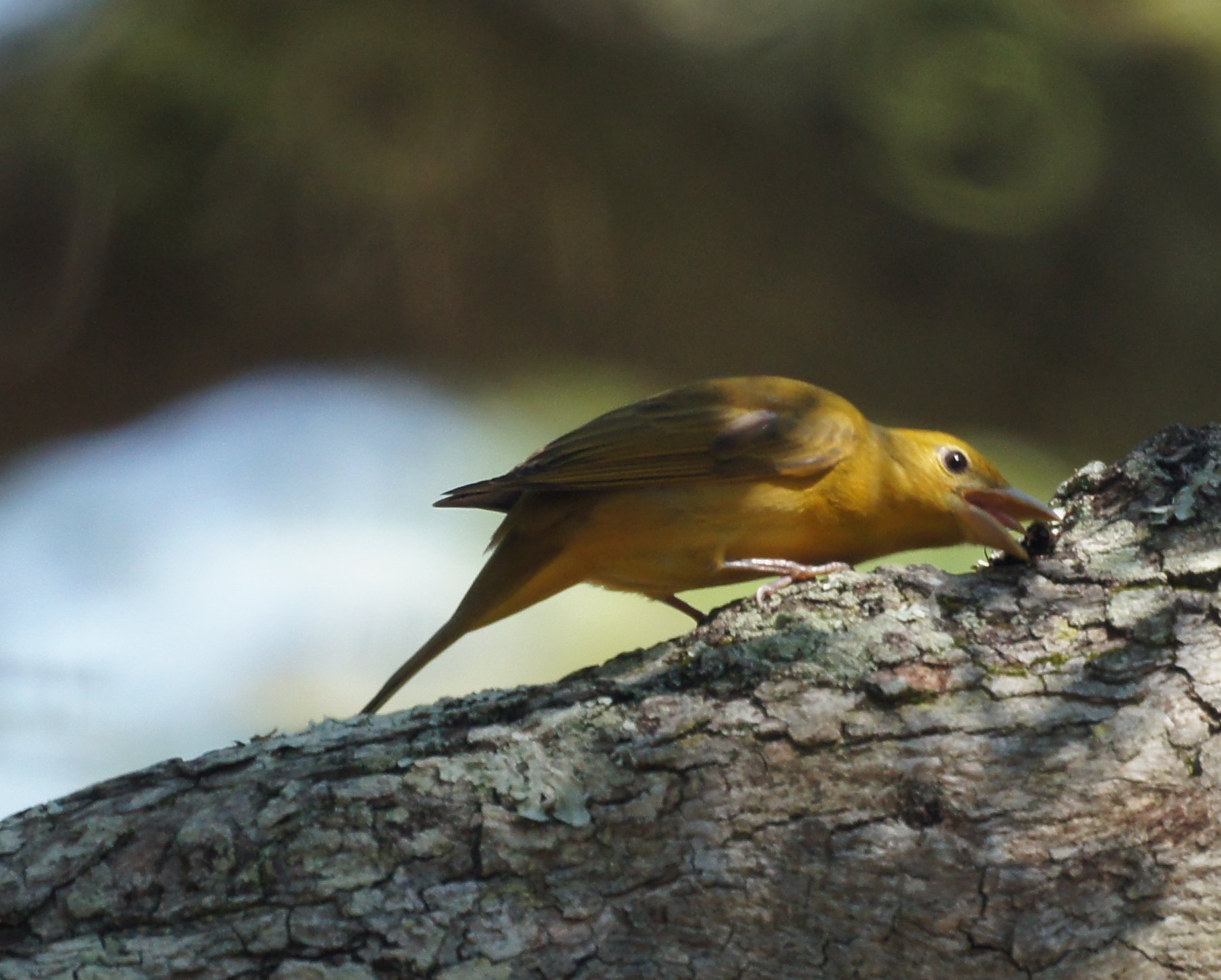 summer tanager