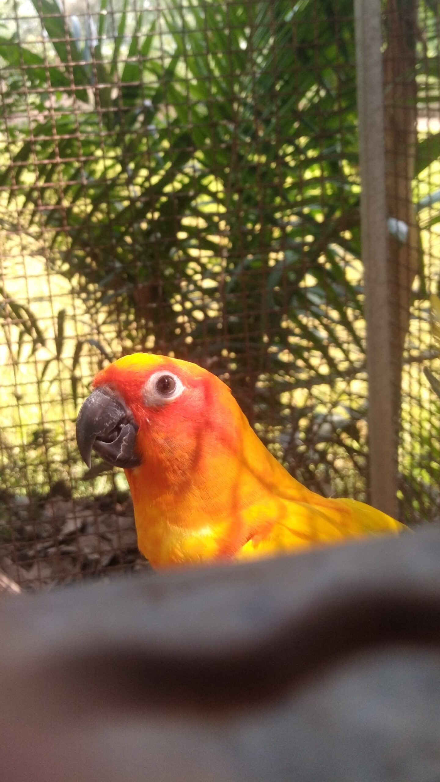 Sun Conure (Aratinga solstitialis)