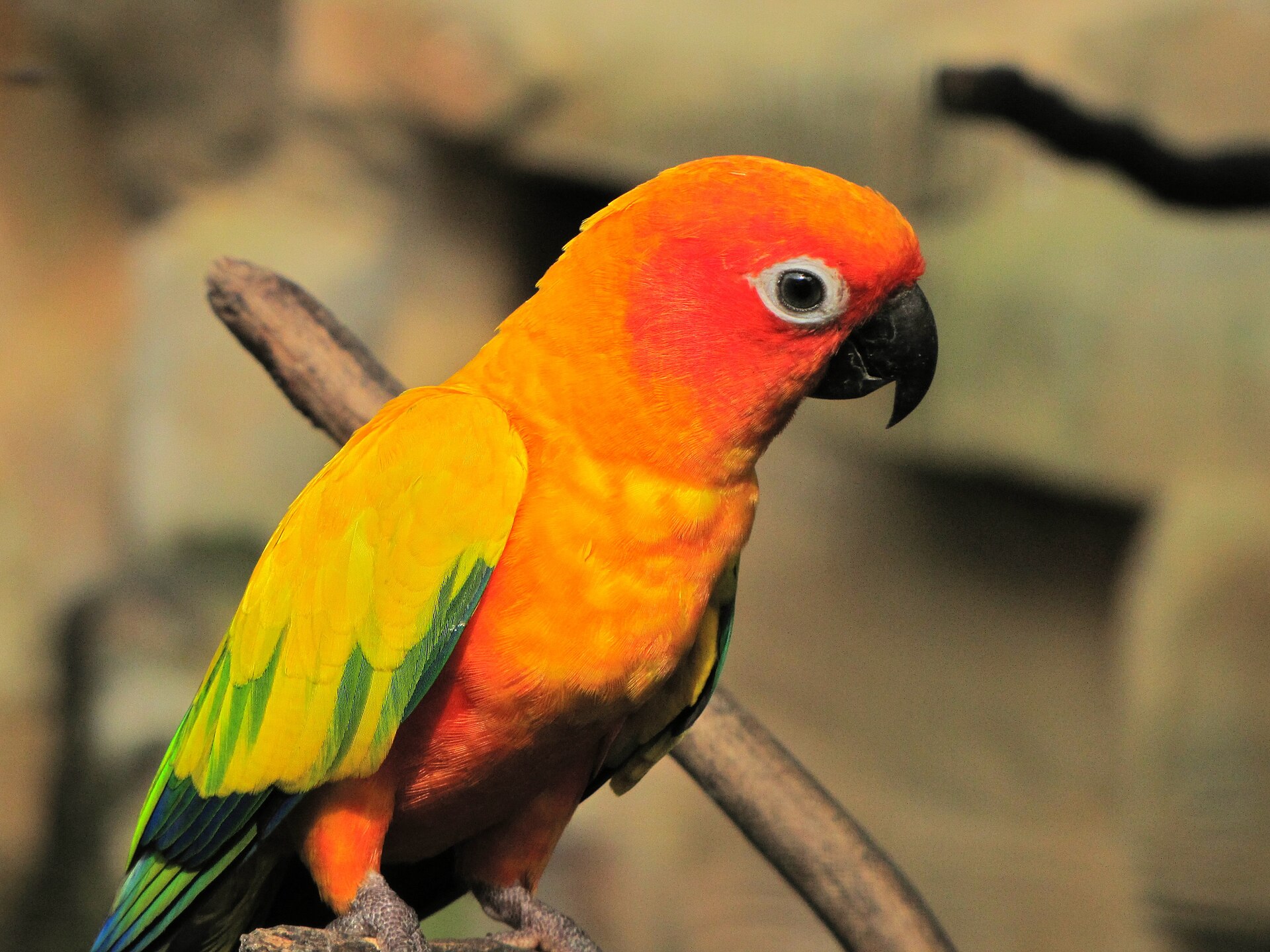 Sun Parakeet Sun Parakeet ()