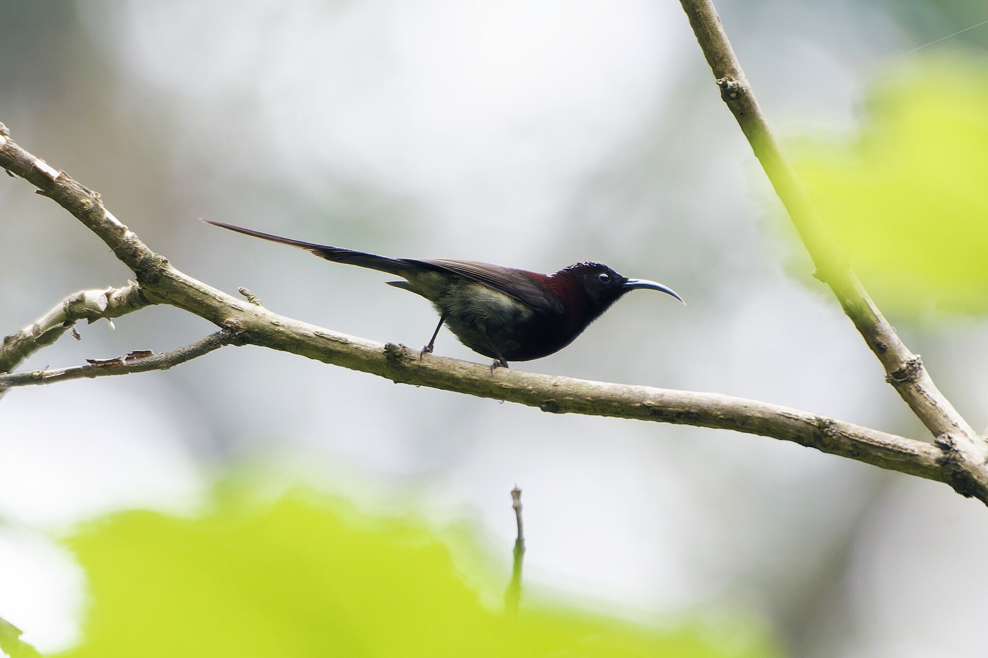 Sunbird Pollination Role (Cinnyris jugularis)