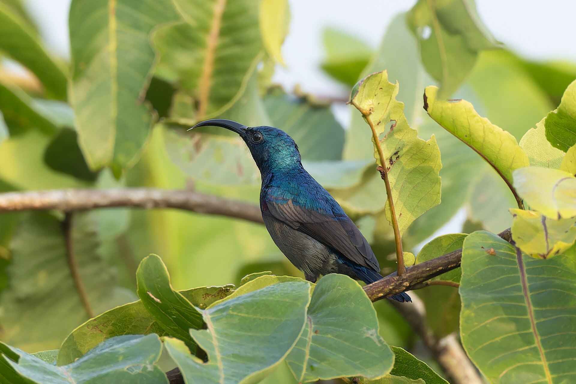 Sunbird Sunbird (Anabathmis hartlaubii)