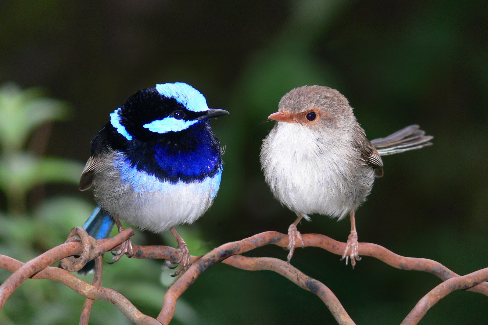 Superb Fairywren Superb Fairywren (Malurus cyaneus)