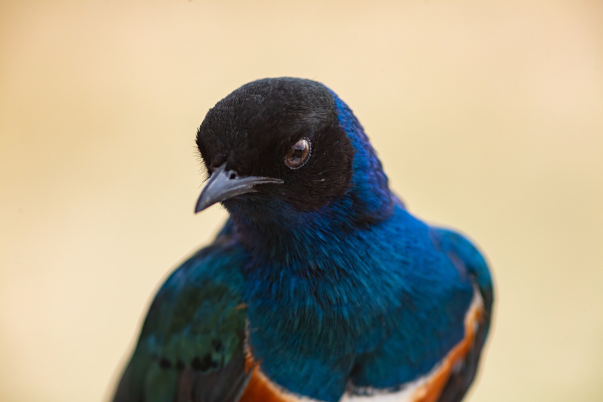 superb starling