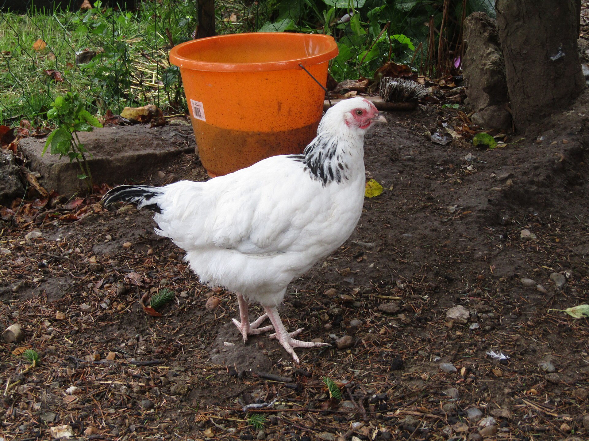 Sussex Chicken ()