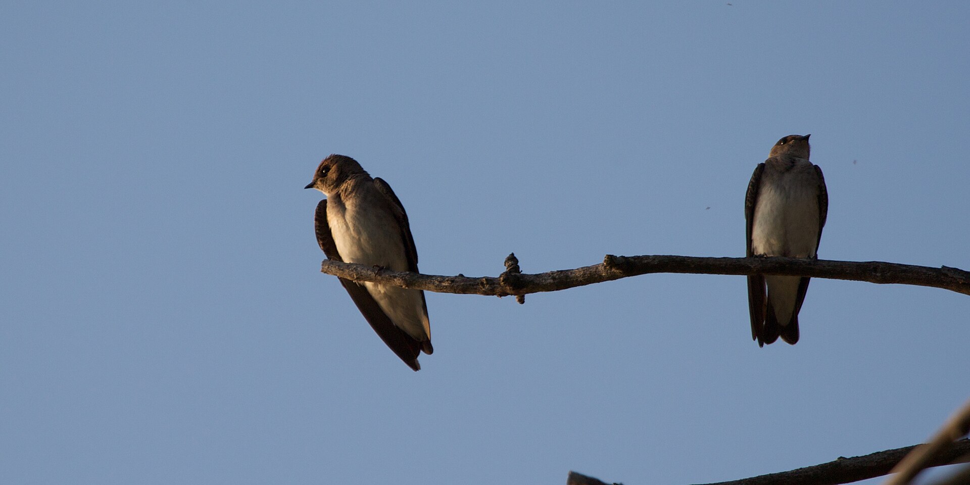 Swallow Species Guide Swallow Species Guide ()