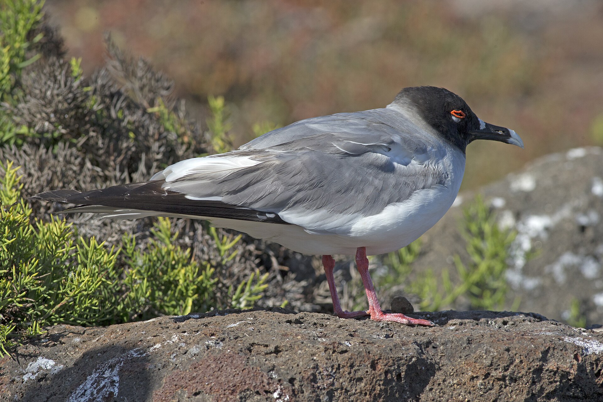 Swallow-Tailed Gull Swallow-Tailed Gull (Creagrus furcatus)