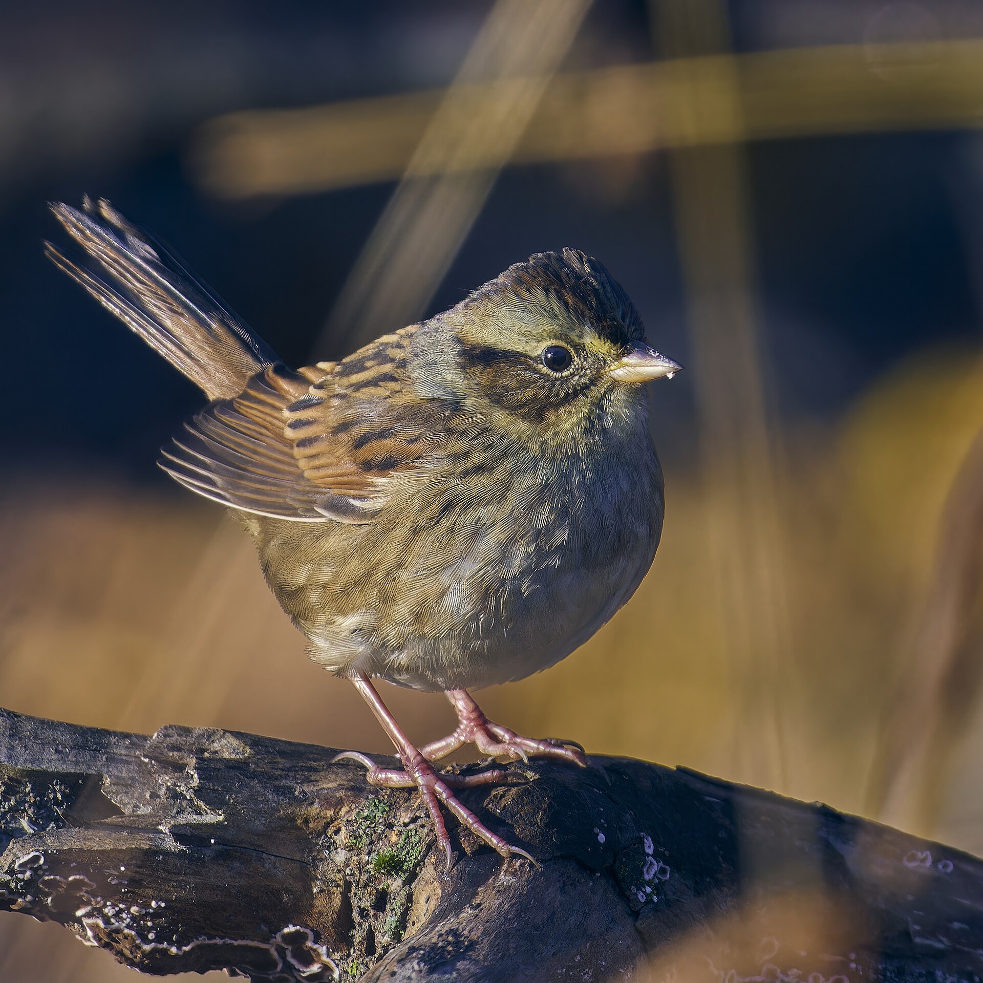 Swamp Sparrow Swamp Sparrow ()