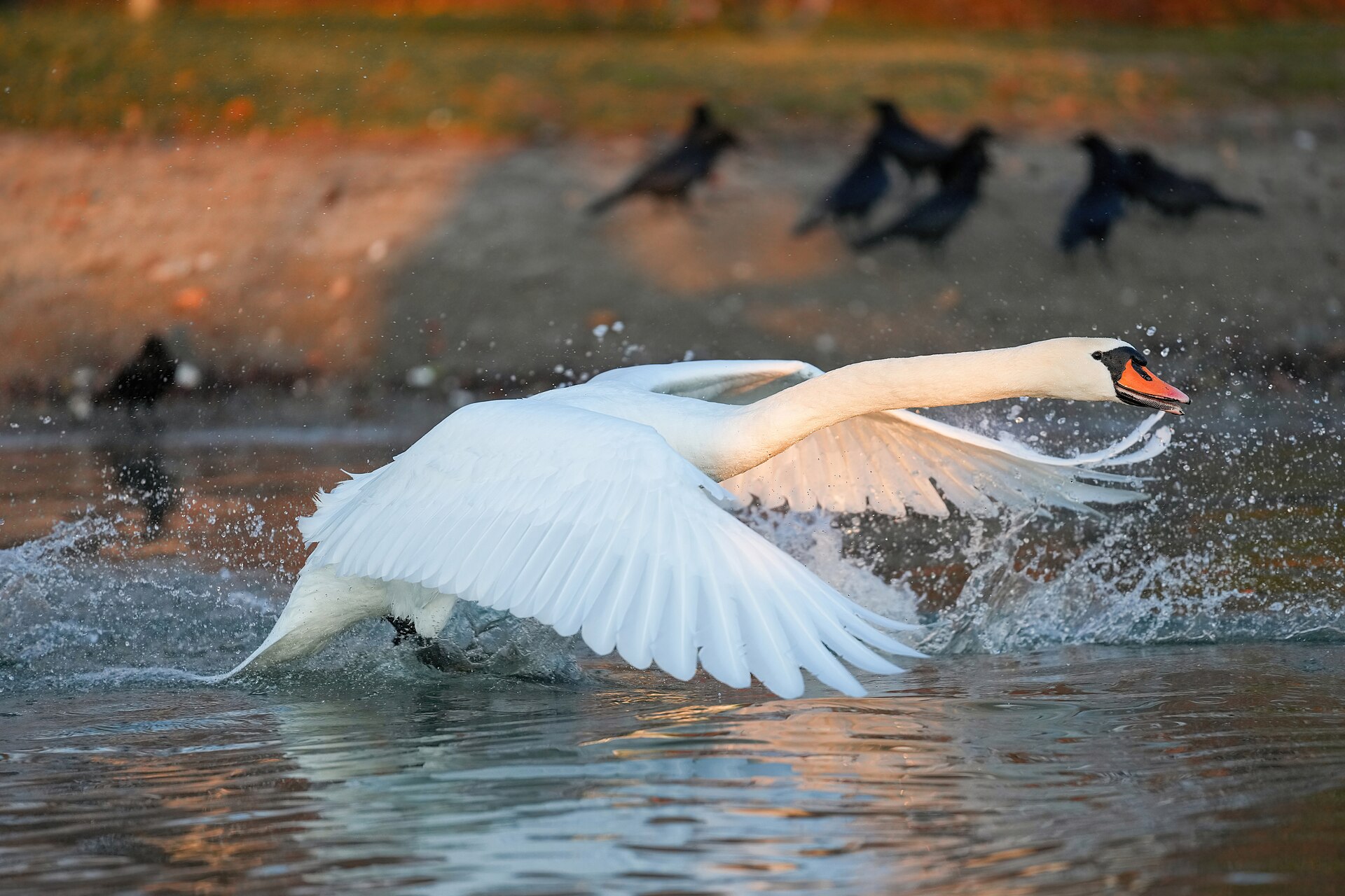 Swan (Cygnus olor)