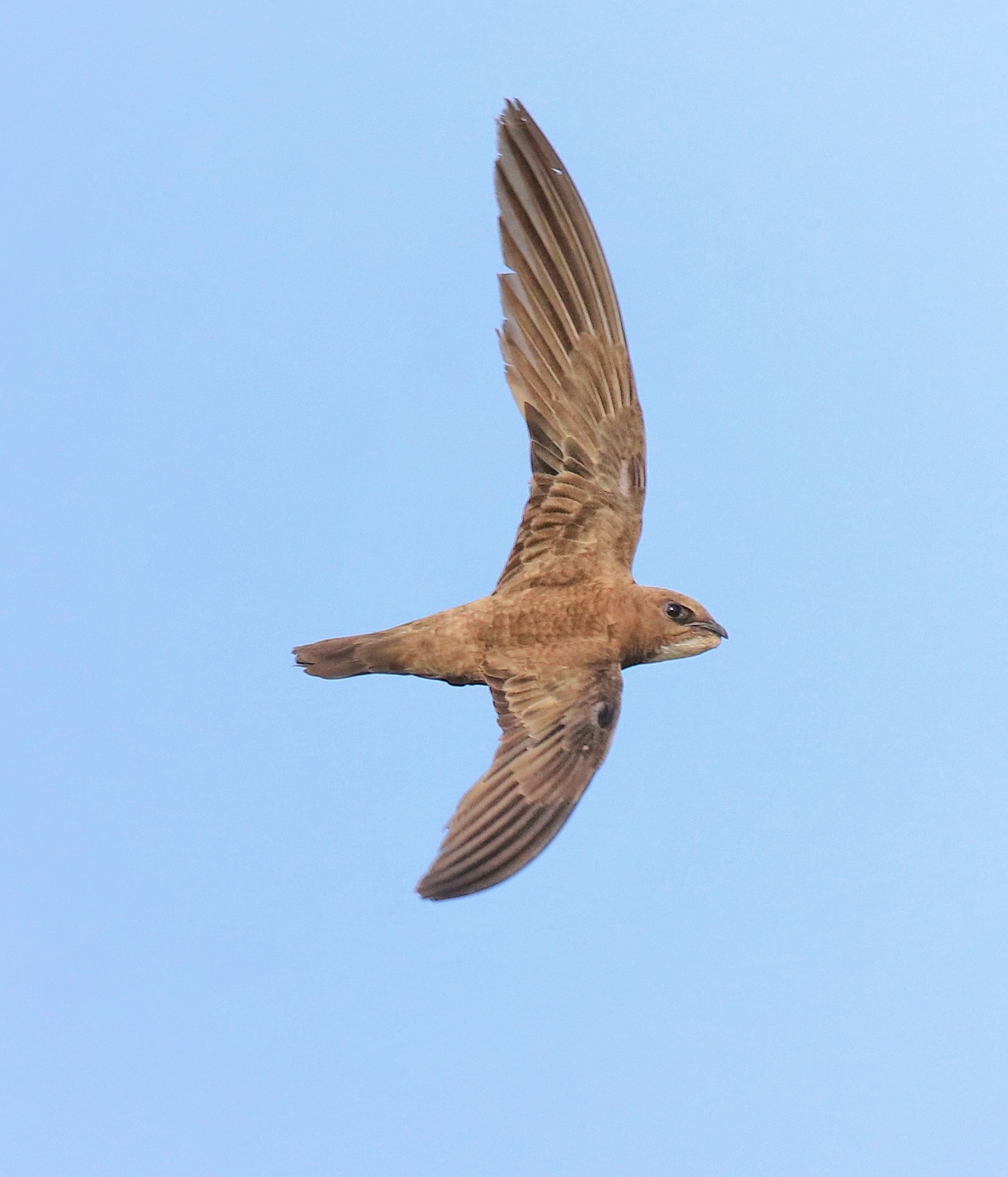 Swift Bird (Apus pallidus)