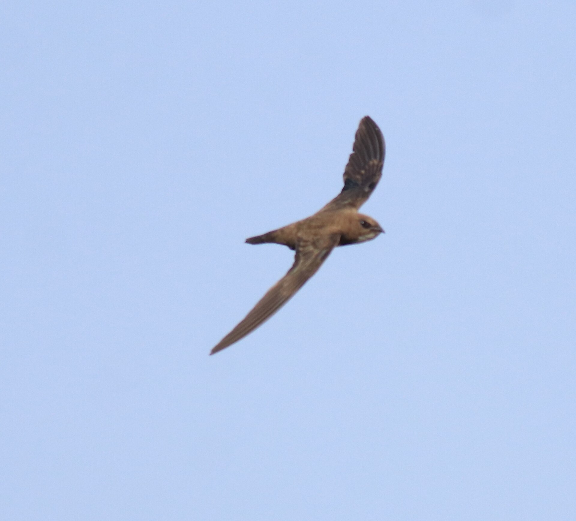 Swift Swift (Lathamus discolor)