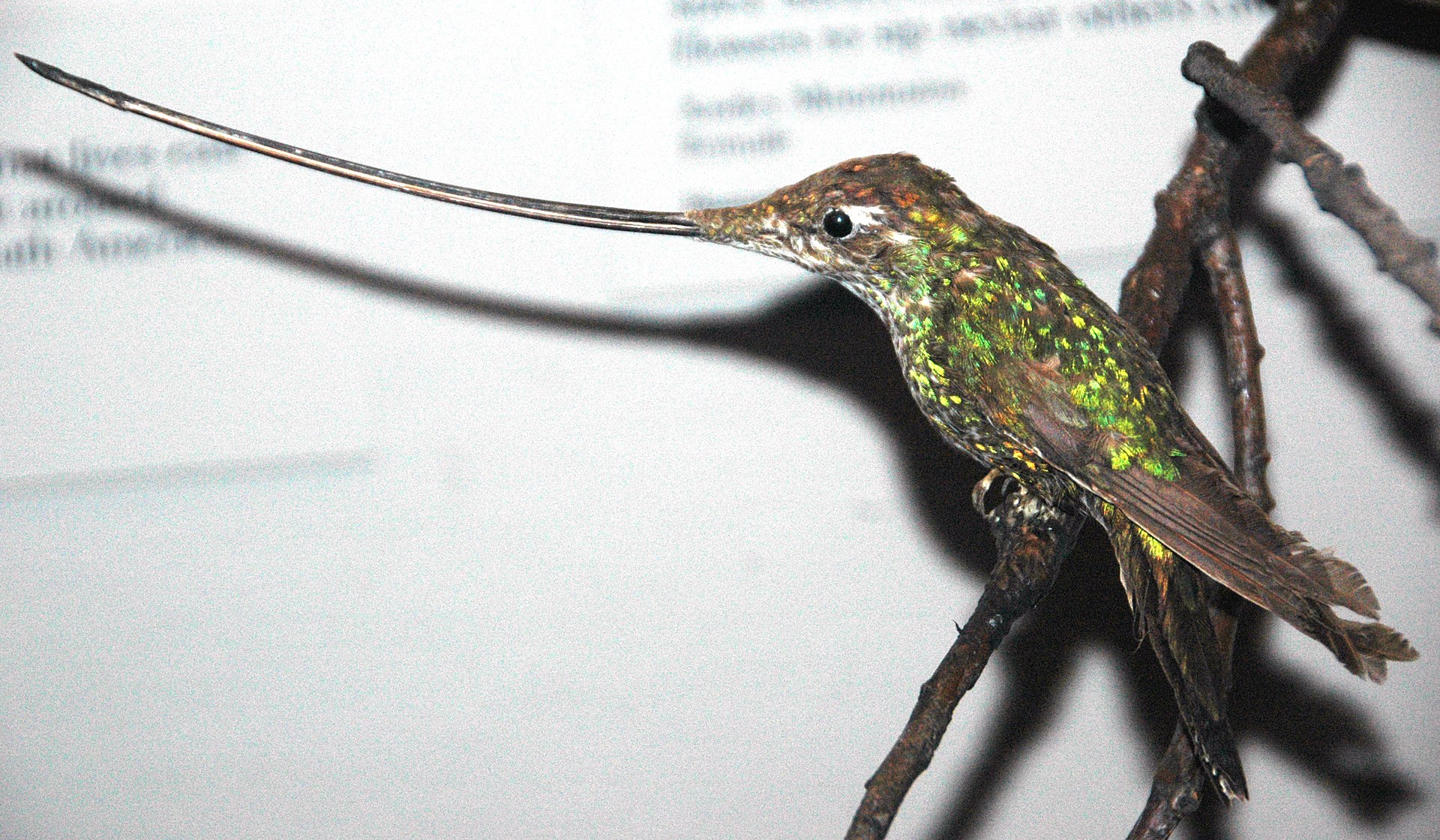 Sword-Billed Hummingbird (Ensifera ensifera)