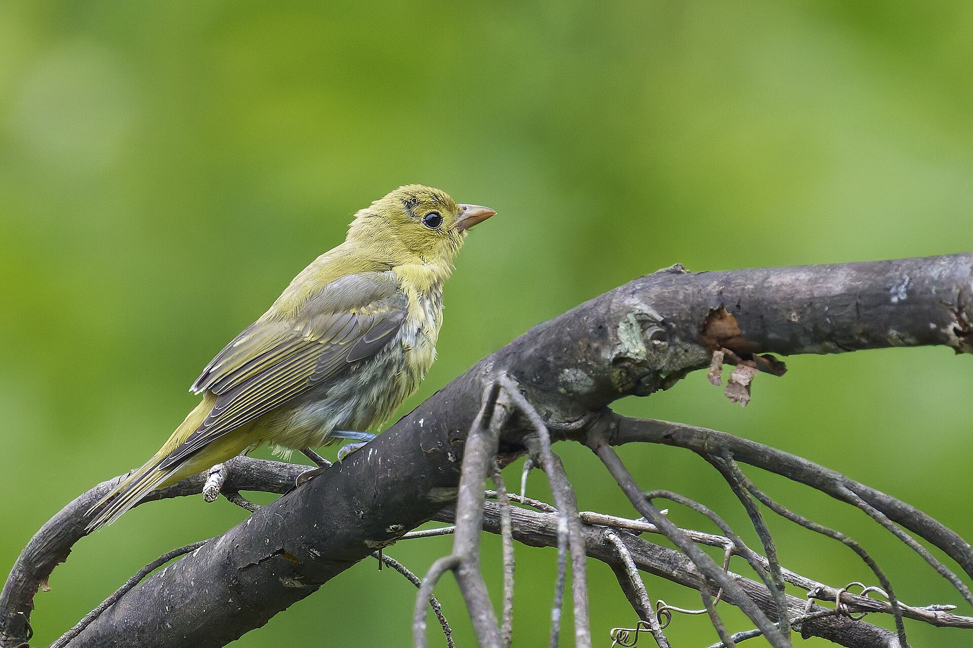 Tanager (Thraupis palmarum)