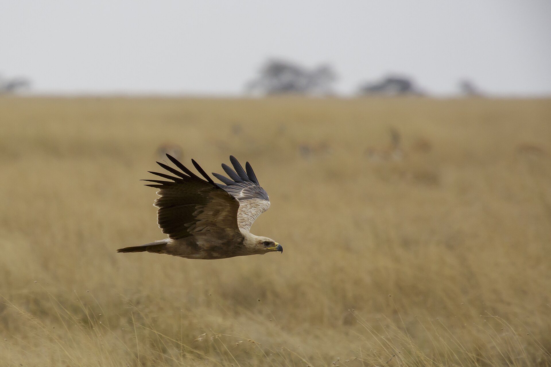 Tawny Eagle (Aquila rapax)