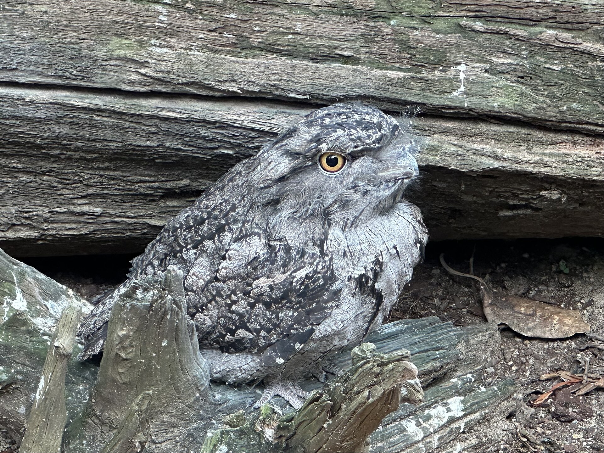Tawny Frogmouth Tawny Frogmouth (Podargus strigoides)