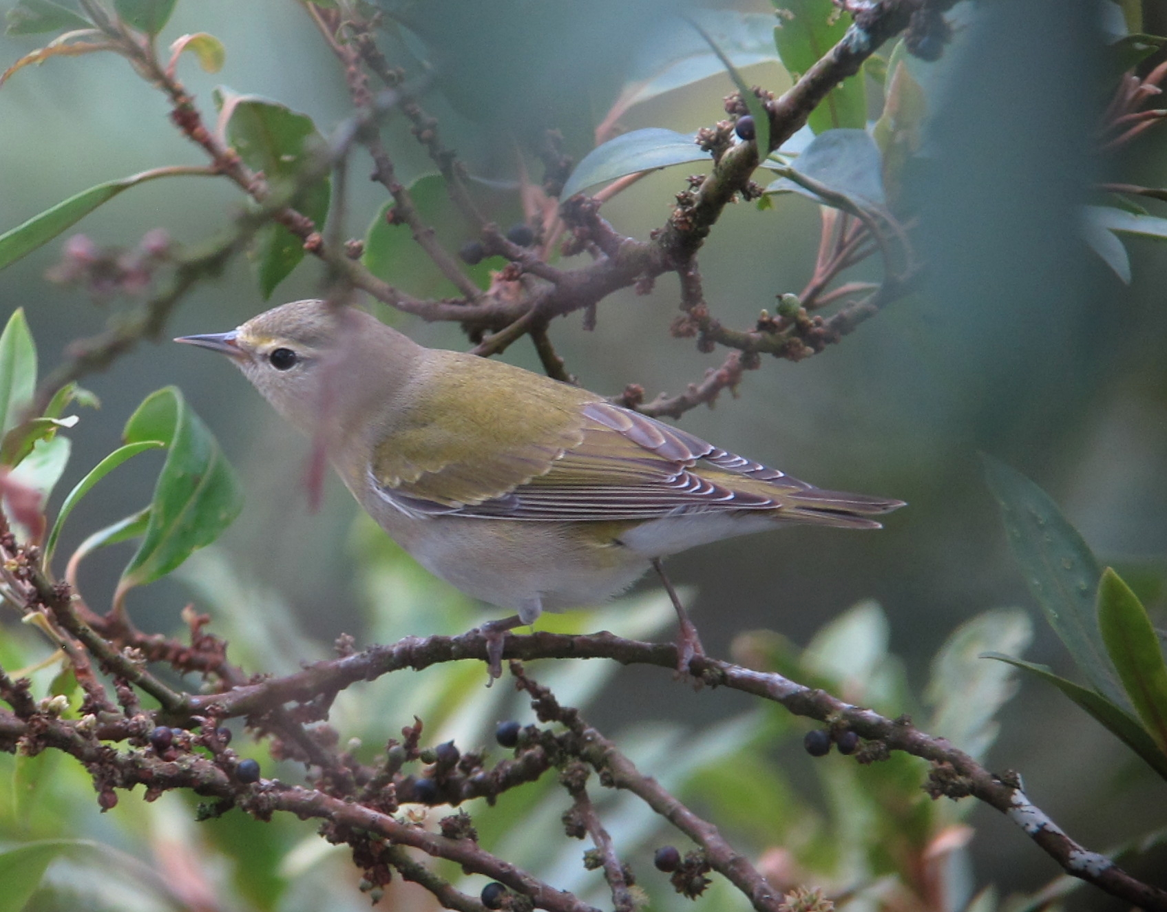 Tennessee Warbler ()