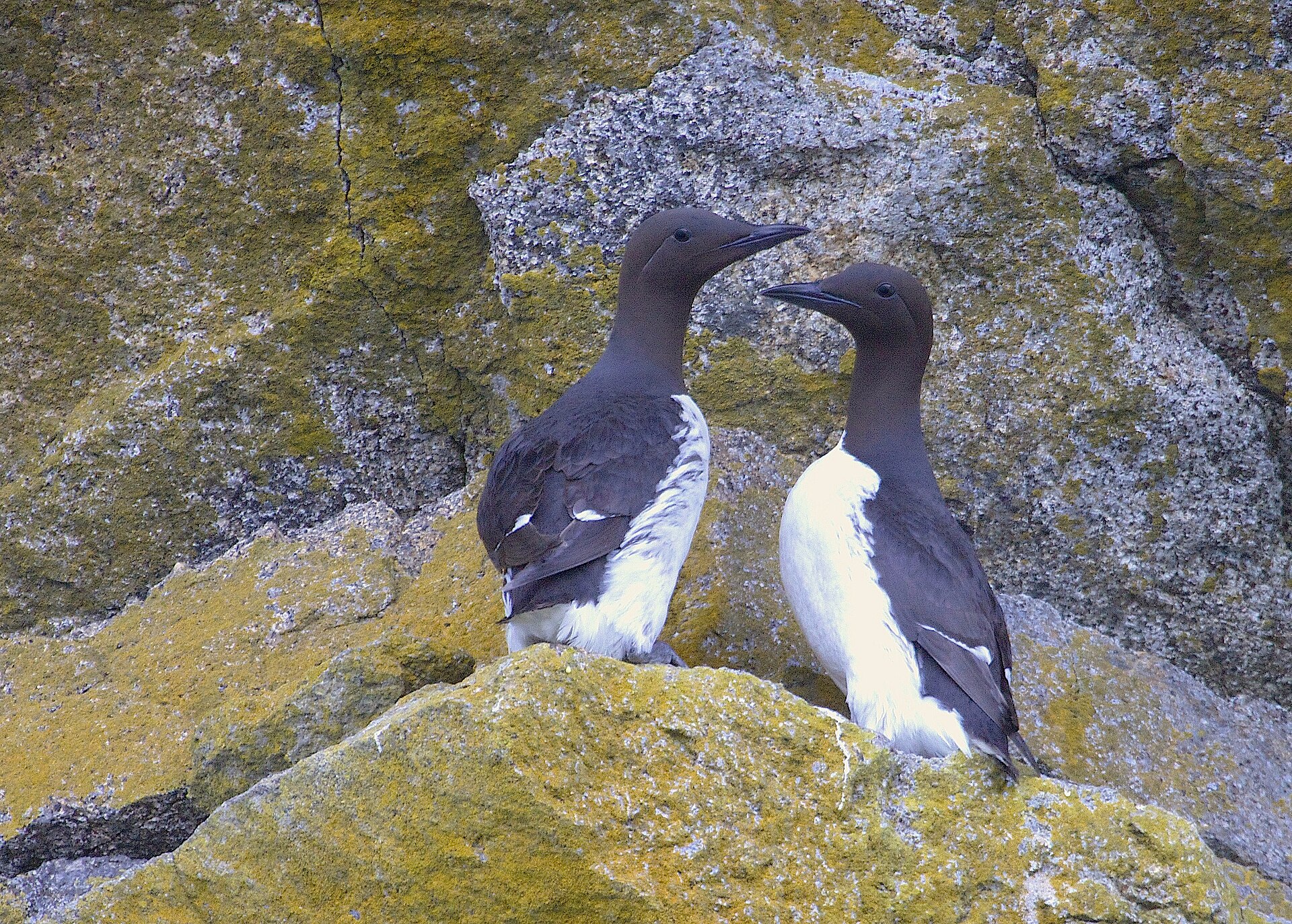 Thick-billed Murre Nesting (Uria aalge)