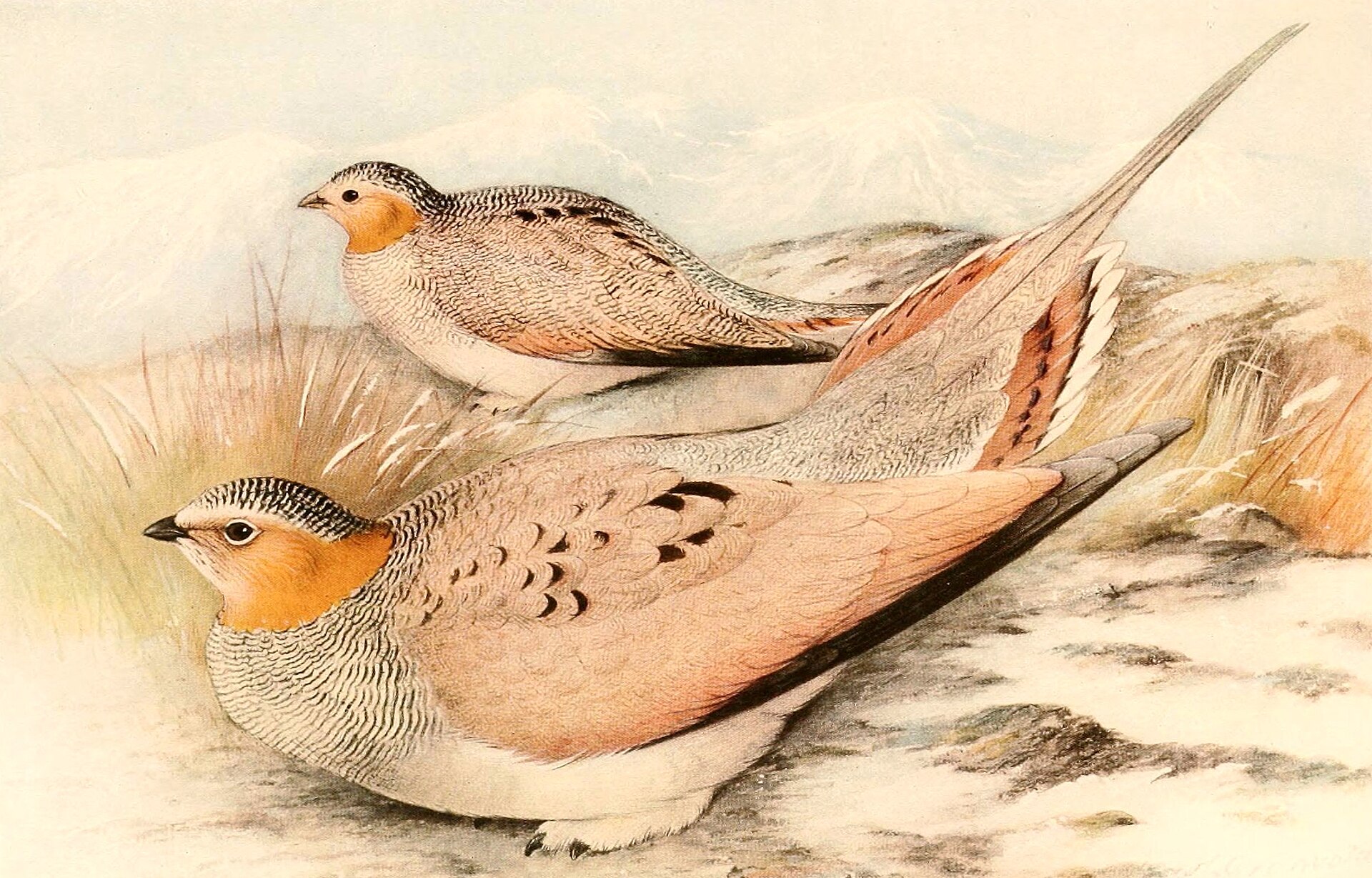 Tibetan Sandgrouse Tibetan Sandgrouse ()
