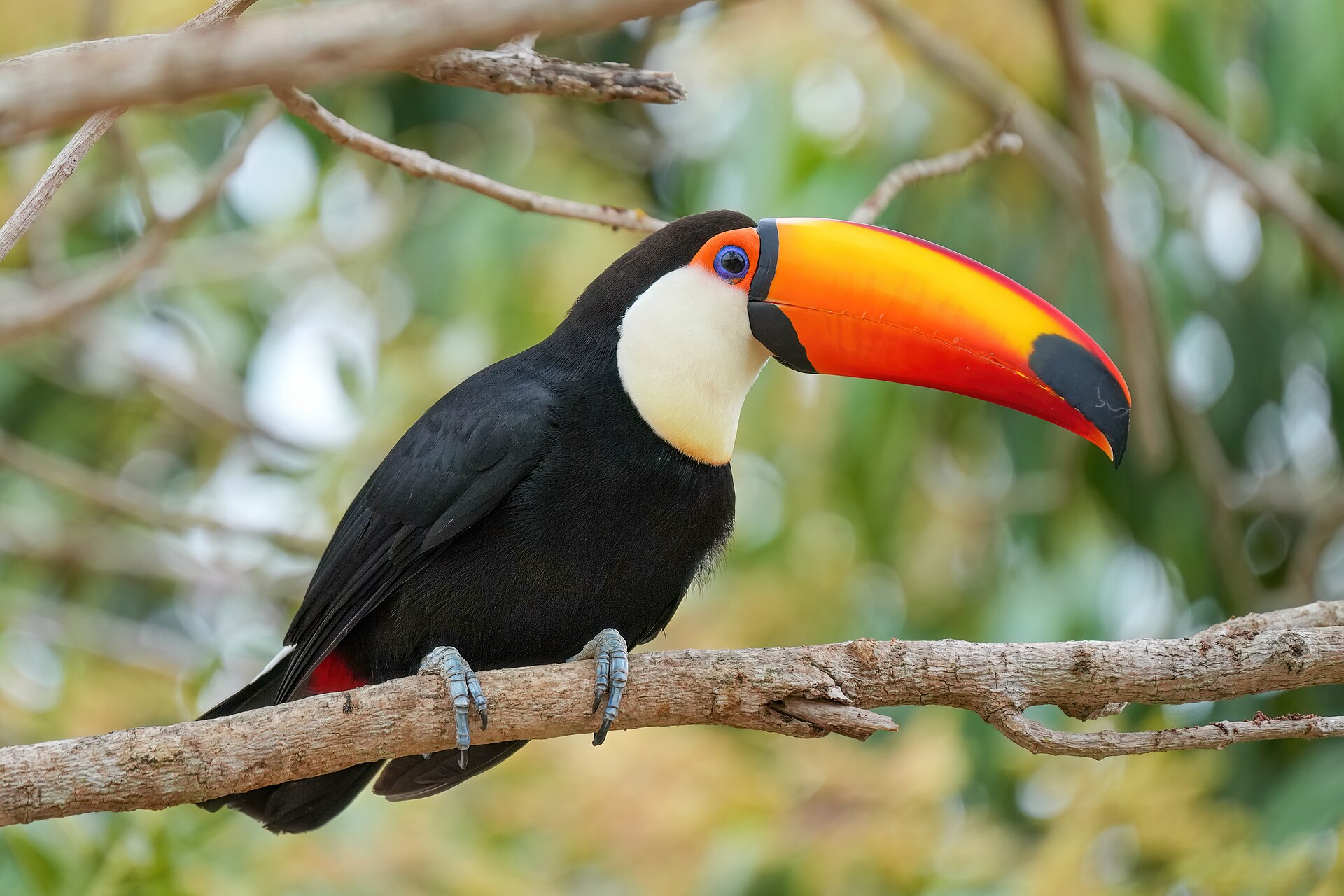 Toco Toucan Toco Toucan (Ramphastos toco)