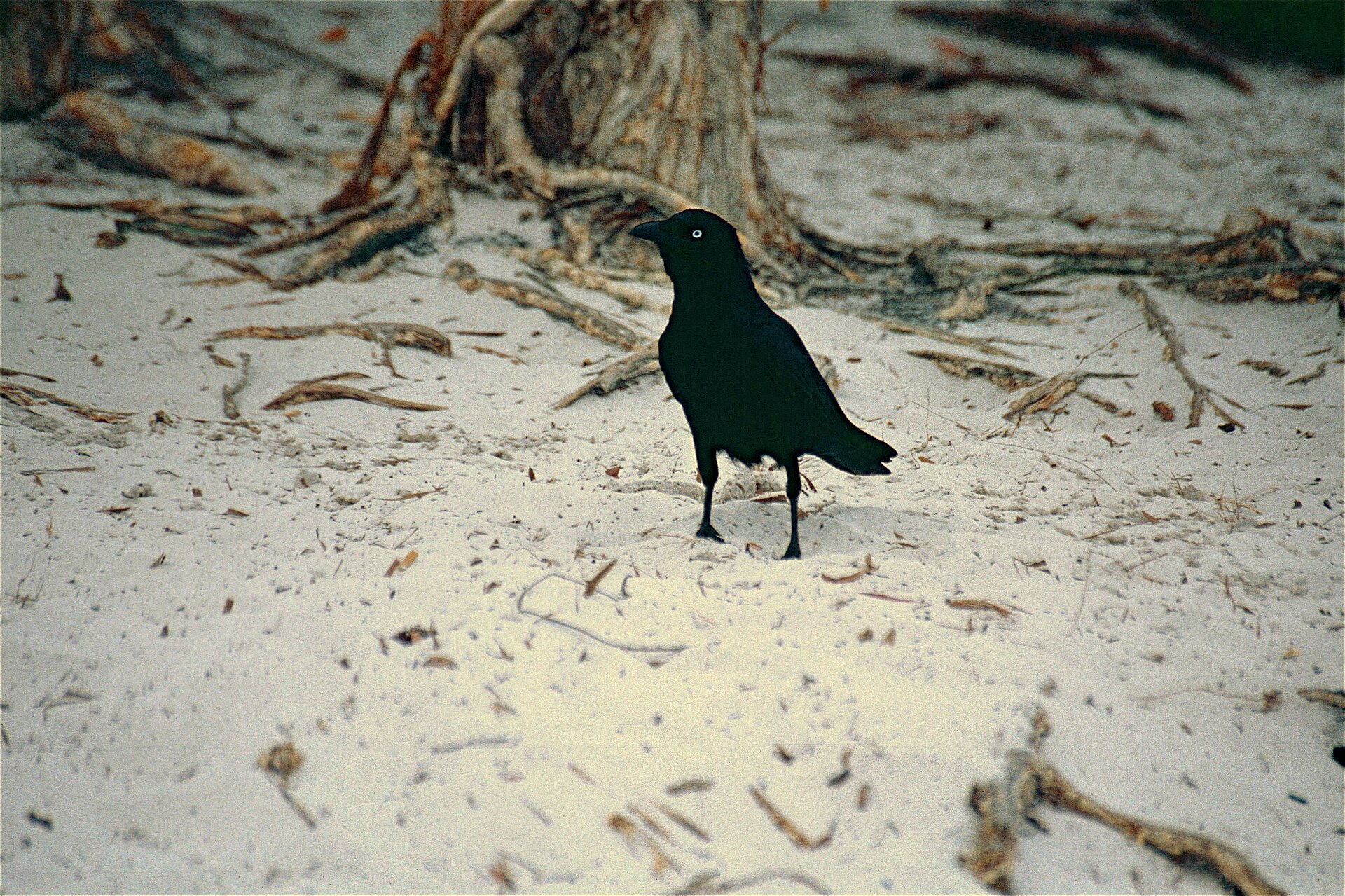 Torresian Crow ()