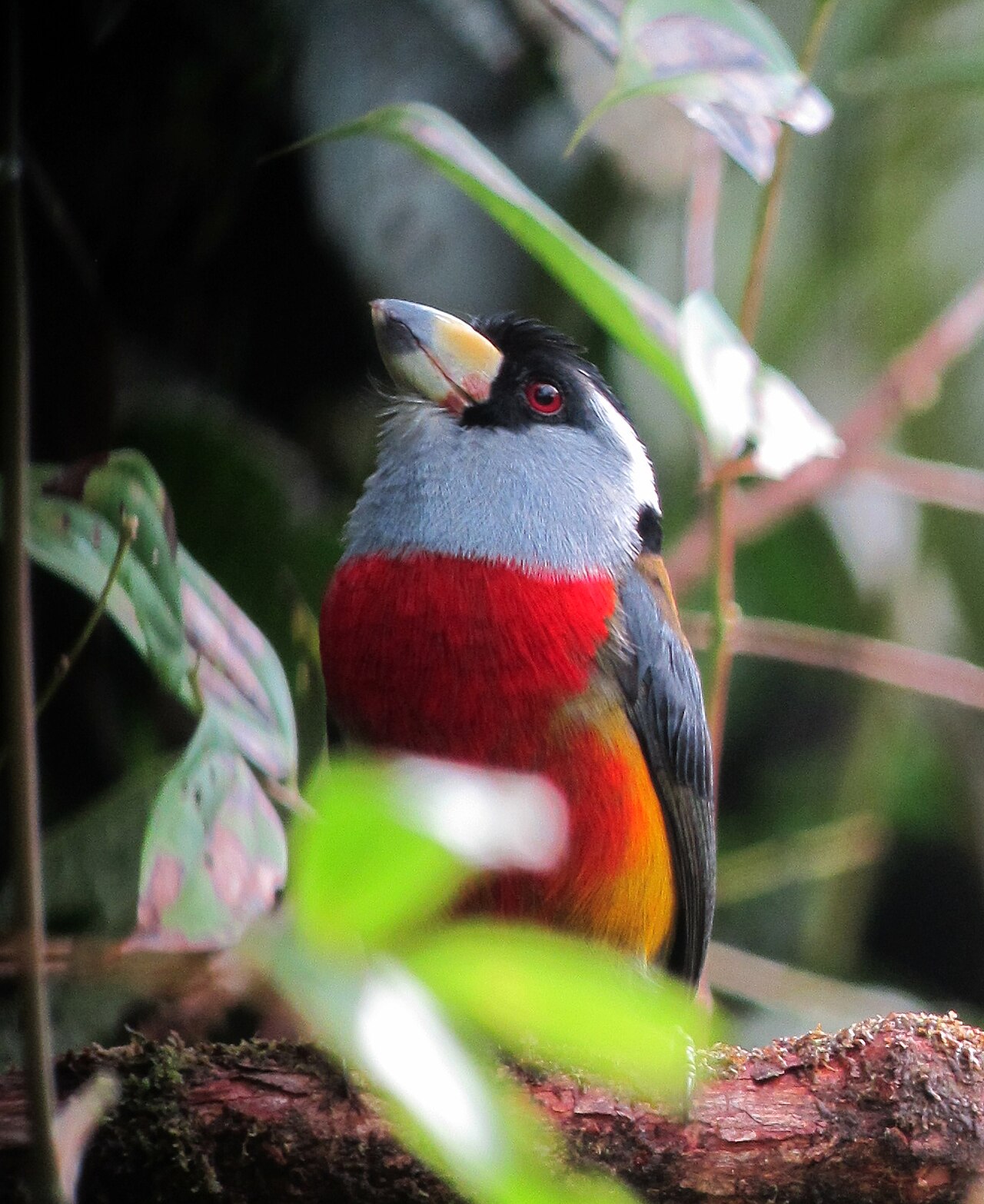 Toucan Barbet ()