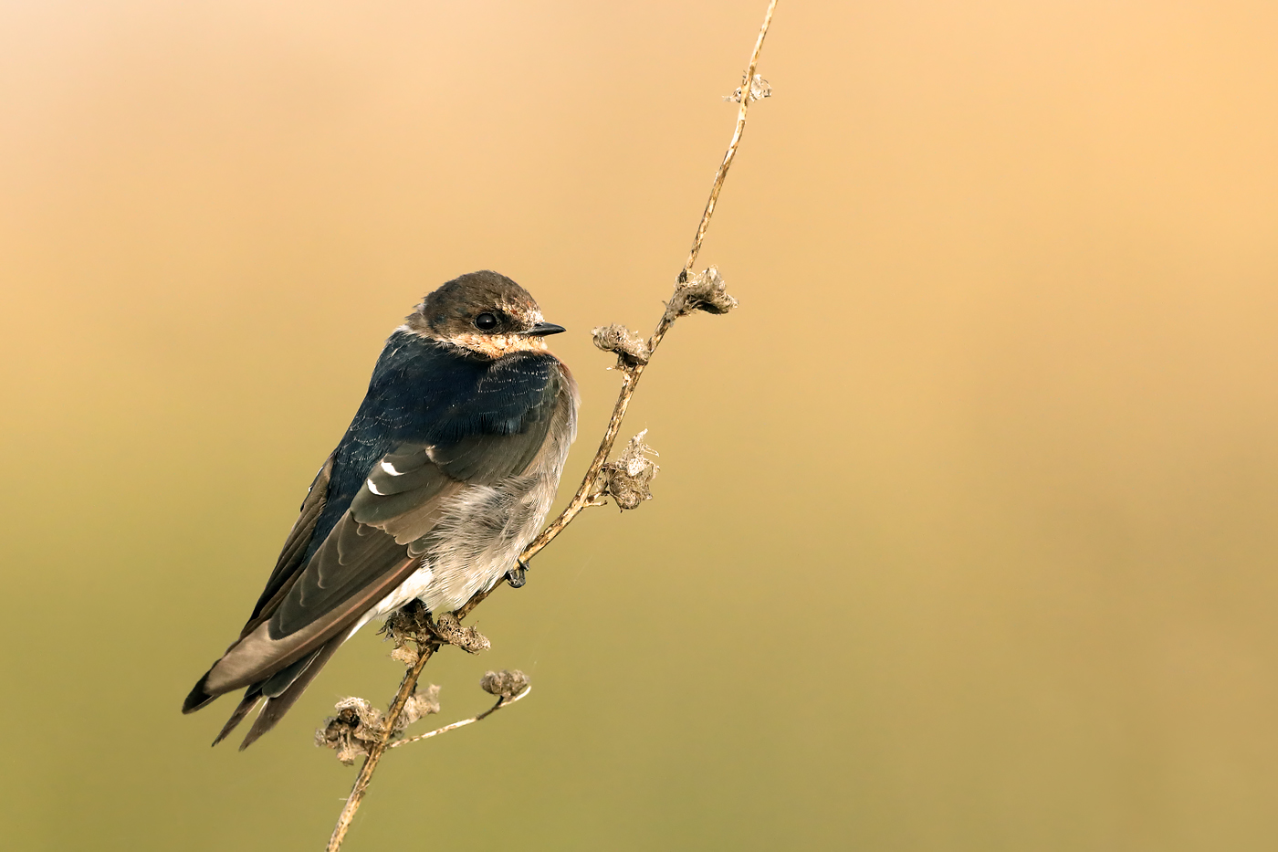 Tree Martin (Petrochelidon nigricans)