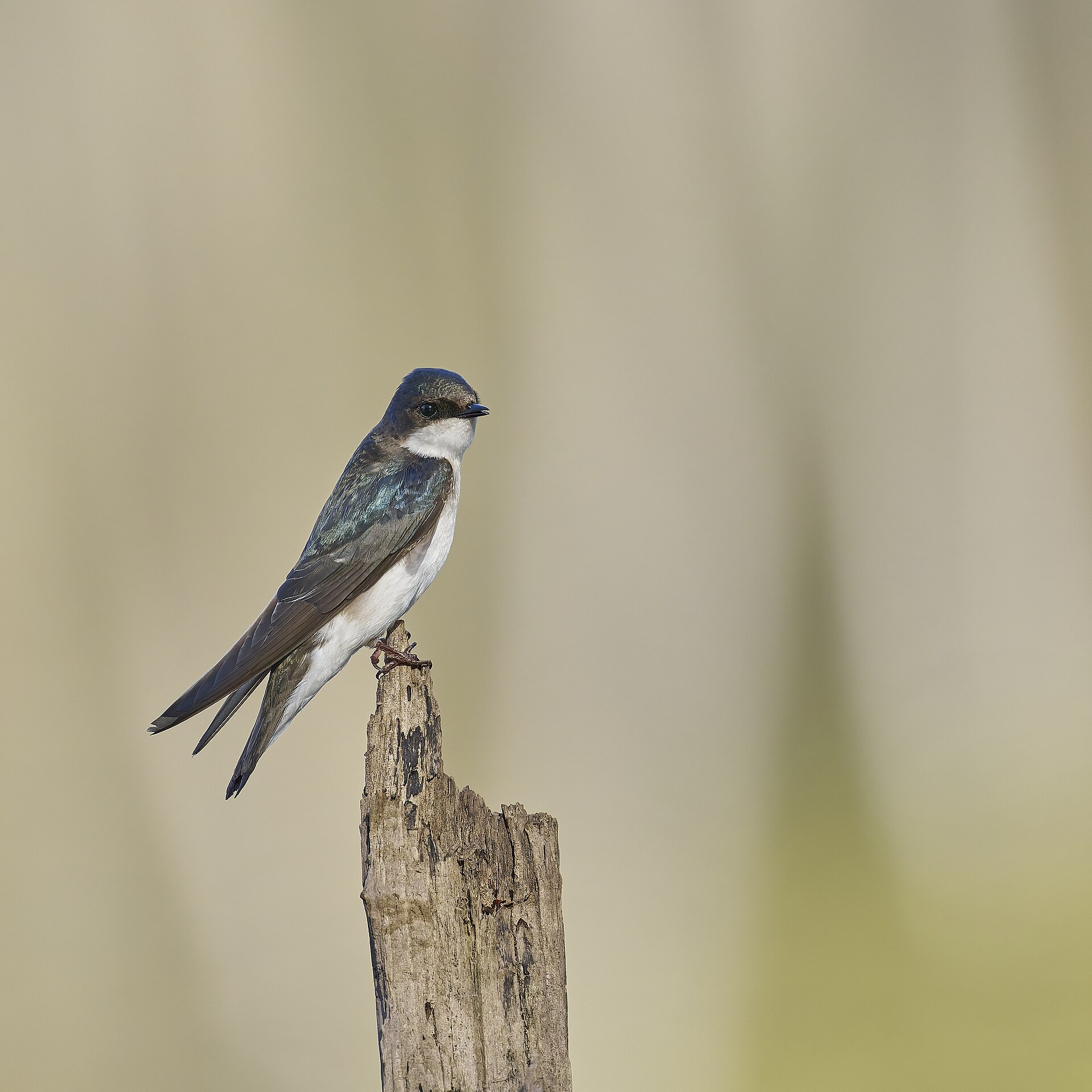tree swallow
