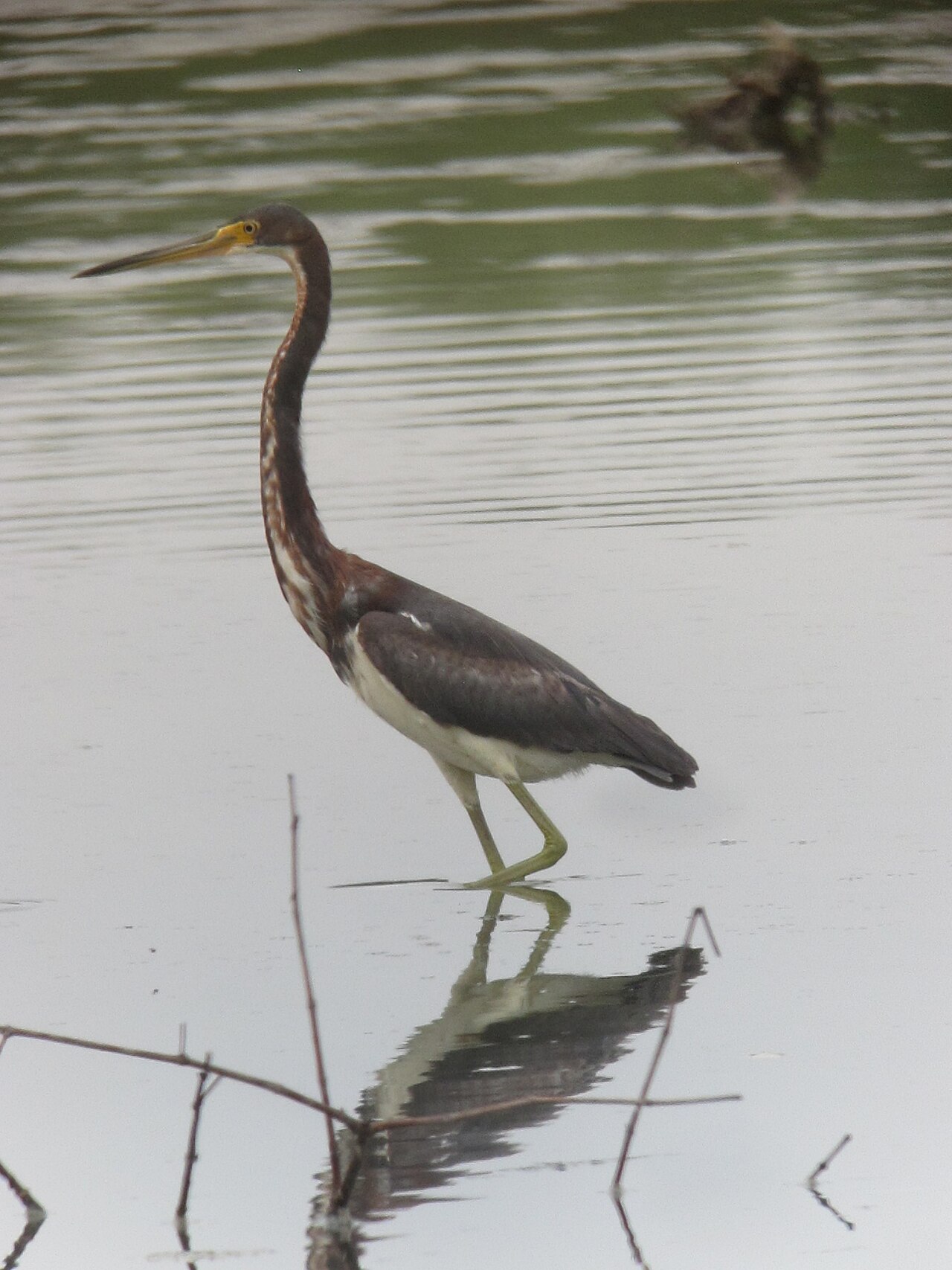 Tricolored Heron Tricolored Heron (Egretta tricolor)